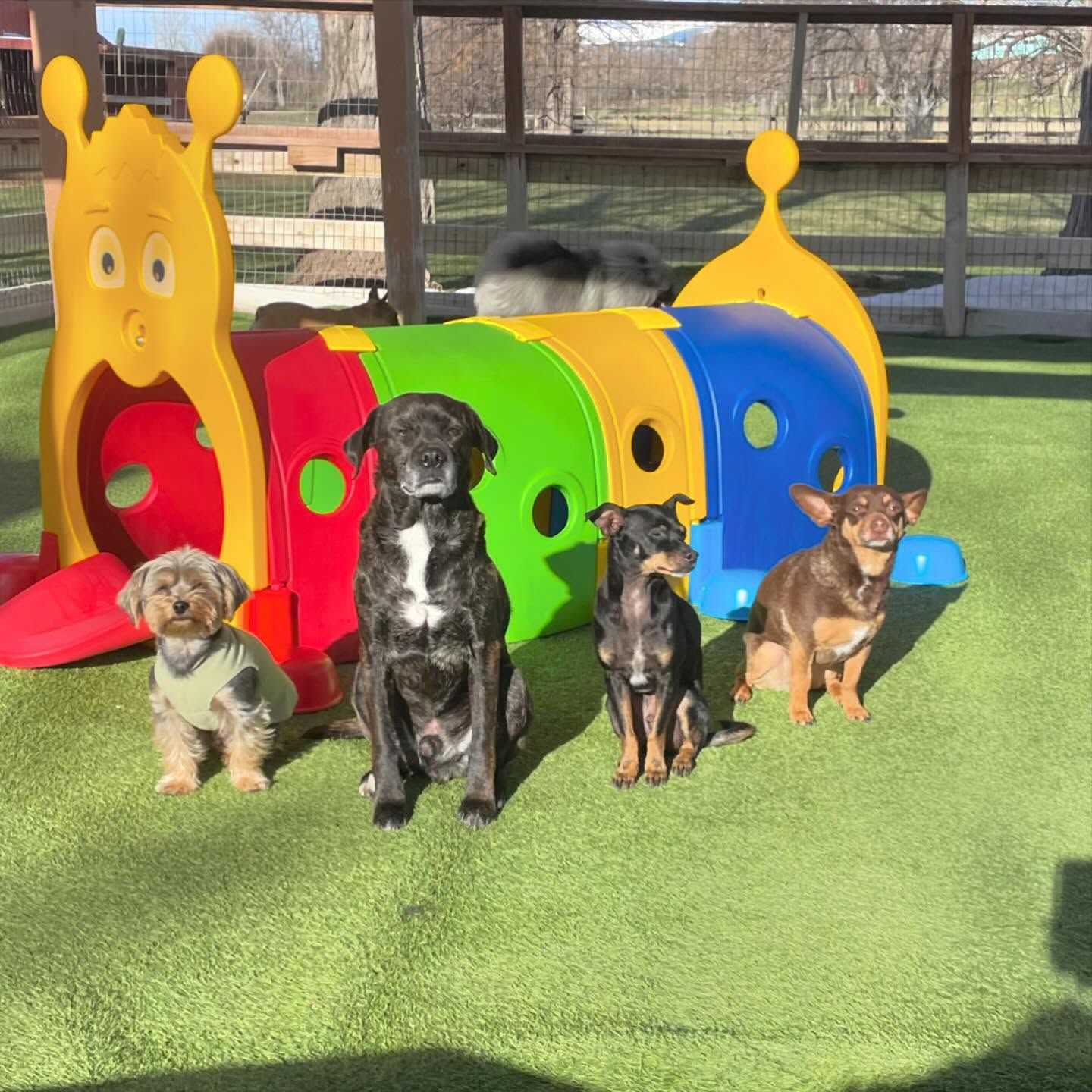 A group of dogs are sitting in front of a toy tunnel