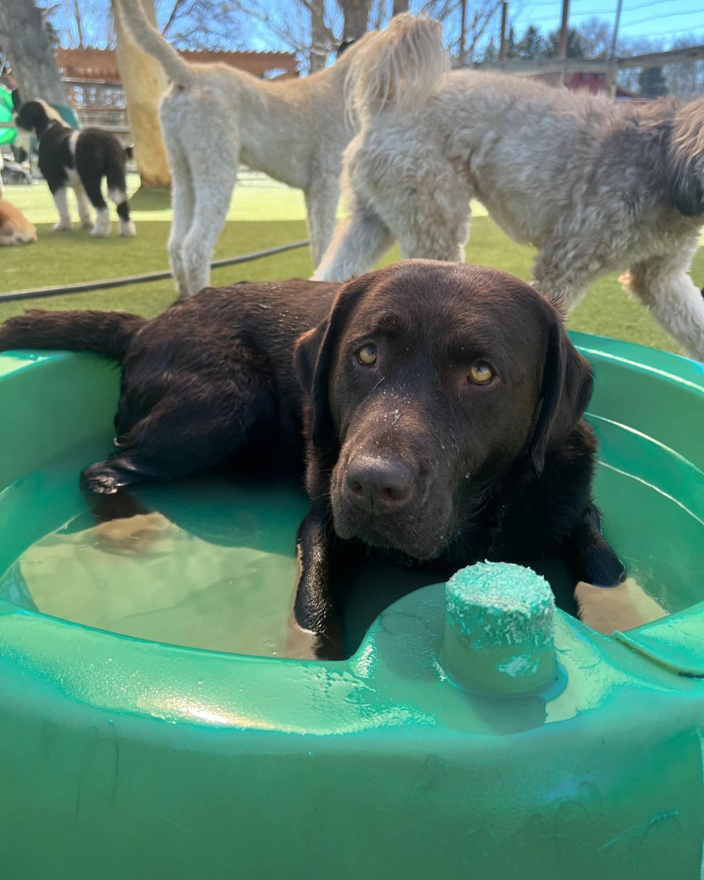 A brown dog is laying in a green bathing tub