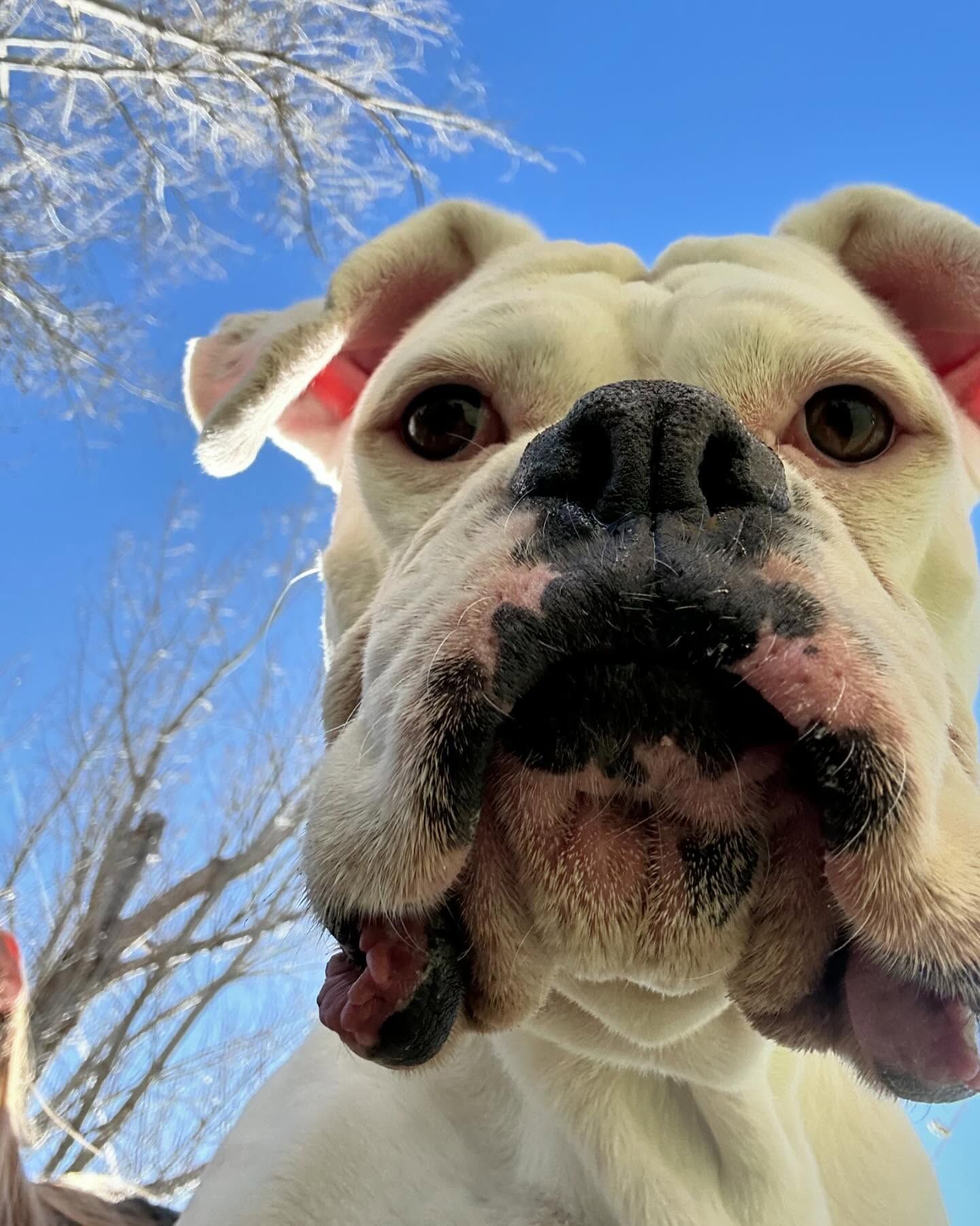 A close up of a dog's face with a tree in the background