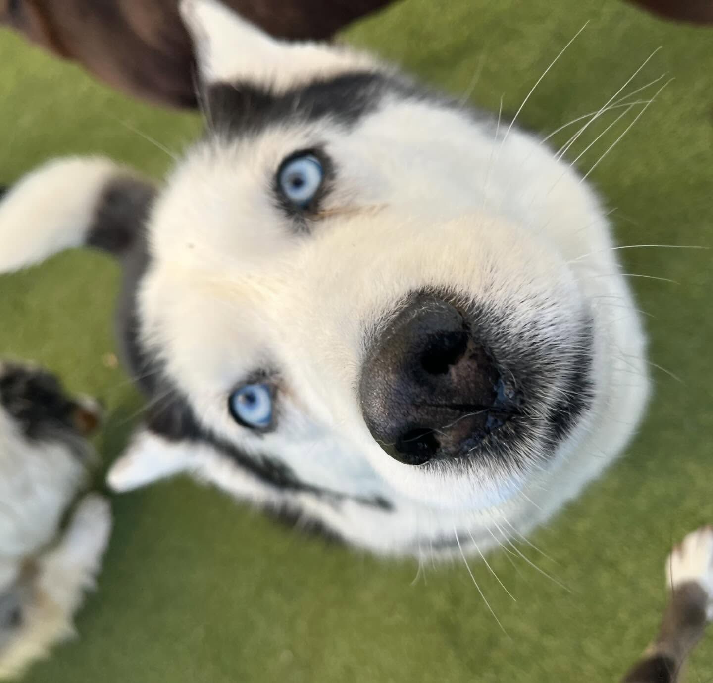 A husky dog with blue eyes looking up at the camera