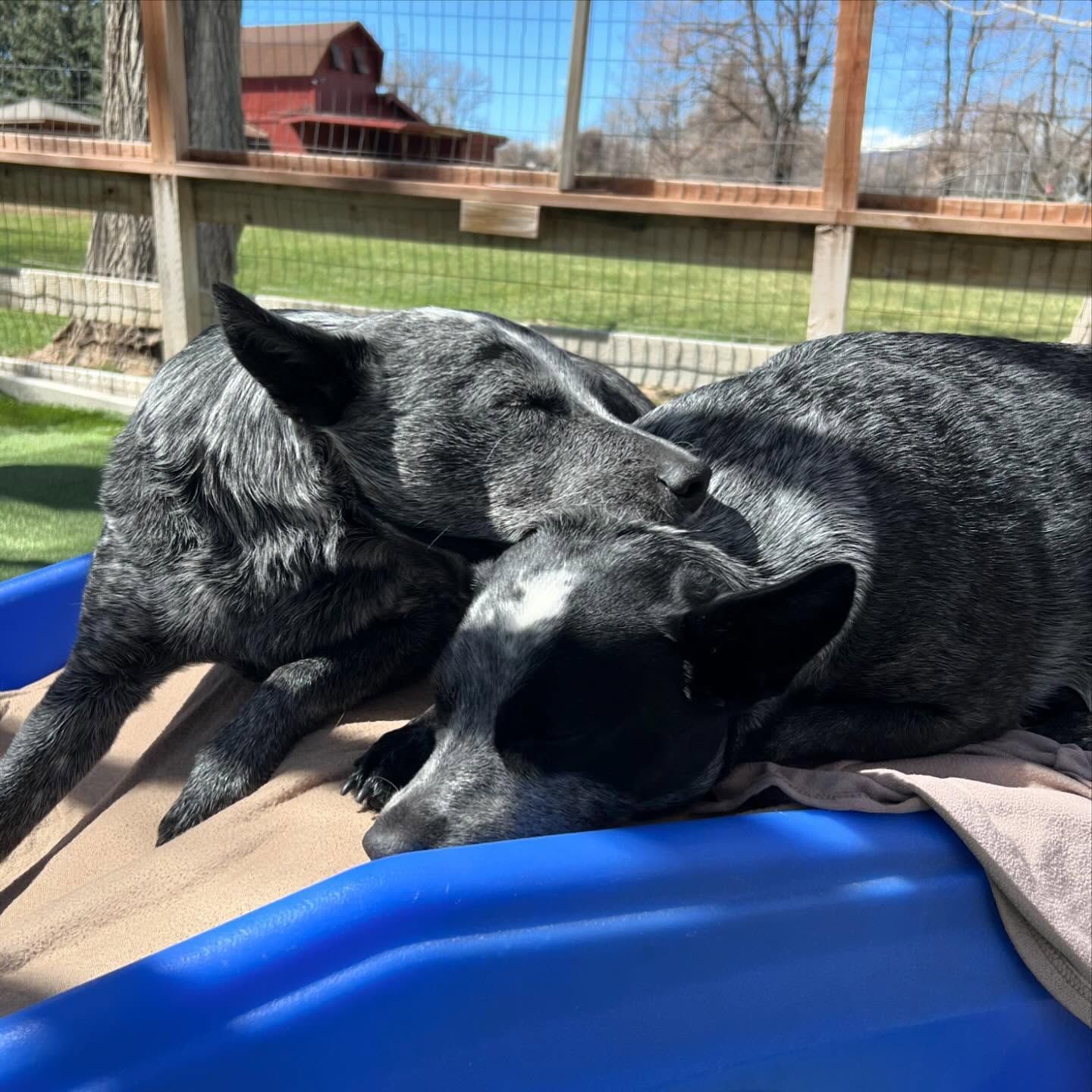 Two dogs are laying in a blue pool with a barn in the background