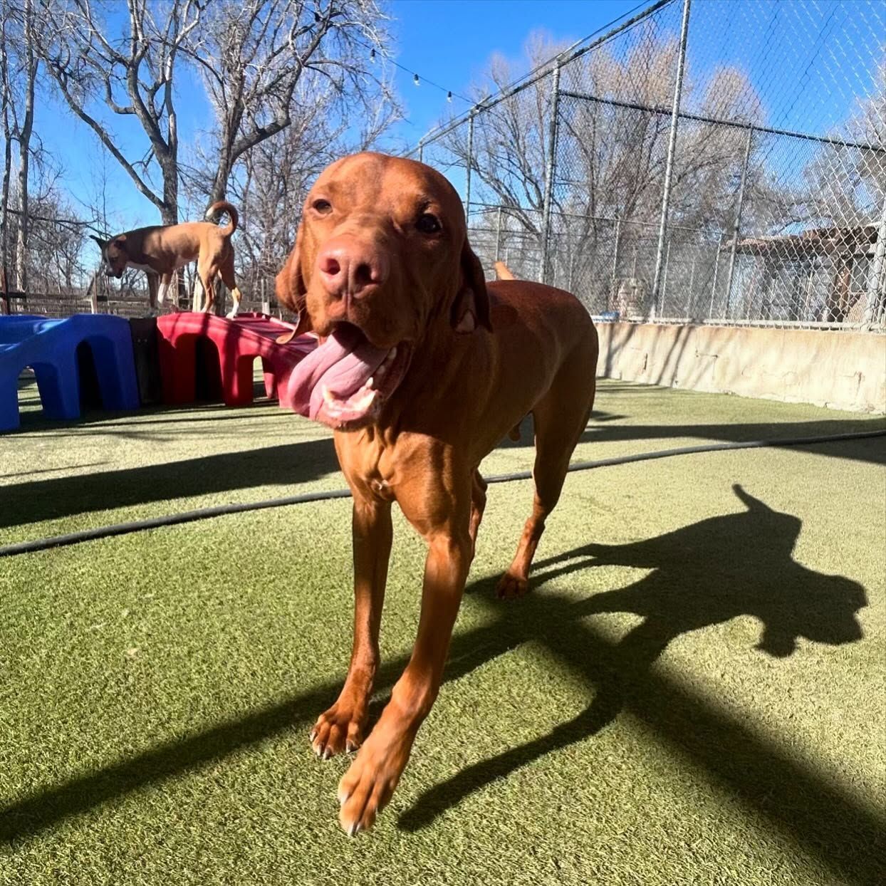 A brown dog with its tongue hanging out