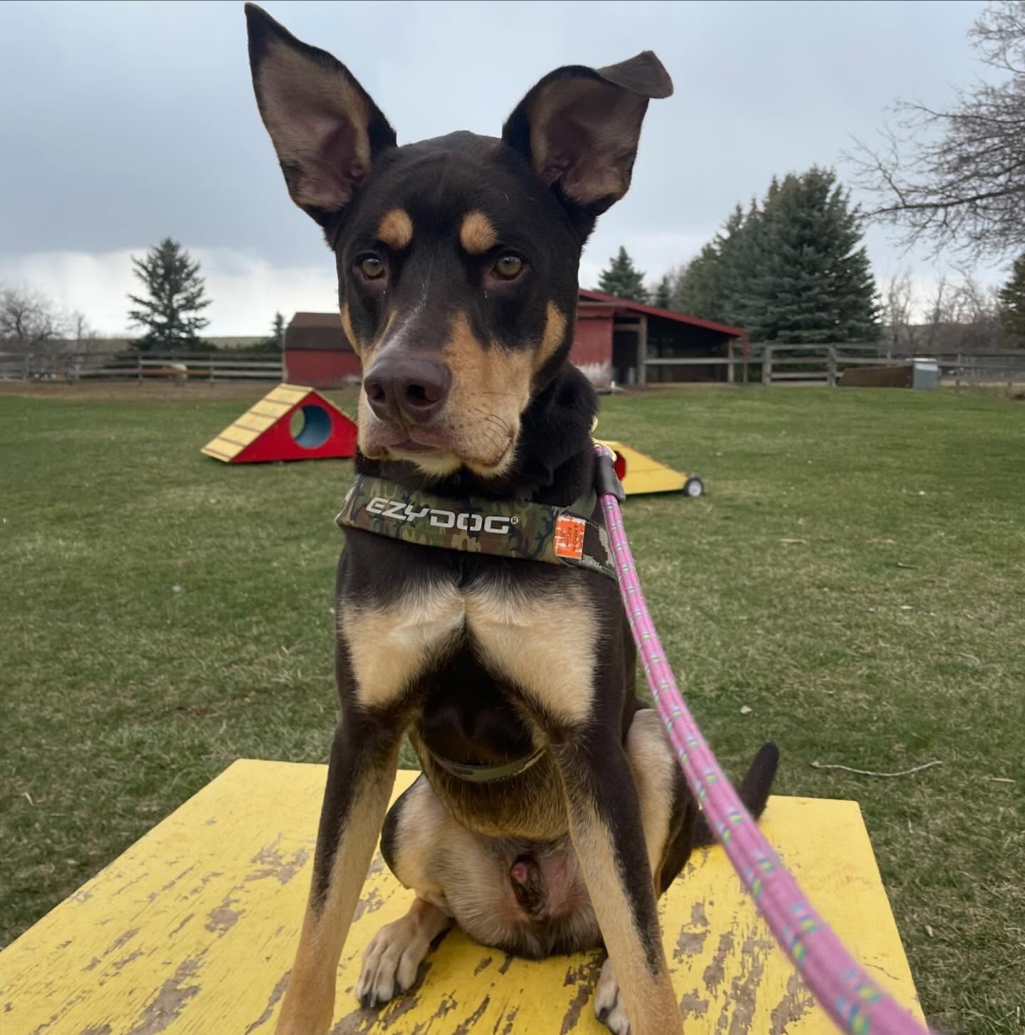 A brown and black dog wearing a collar