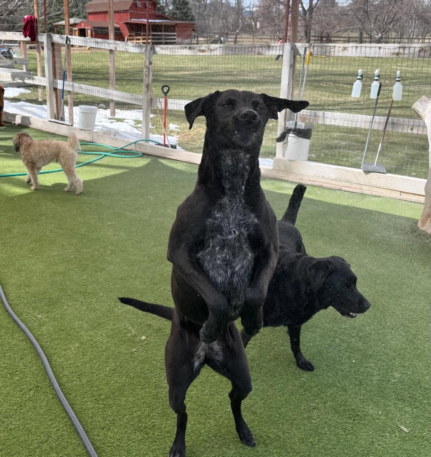 Two black dogs are standing on their hind legs in a grassy area