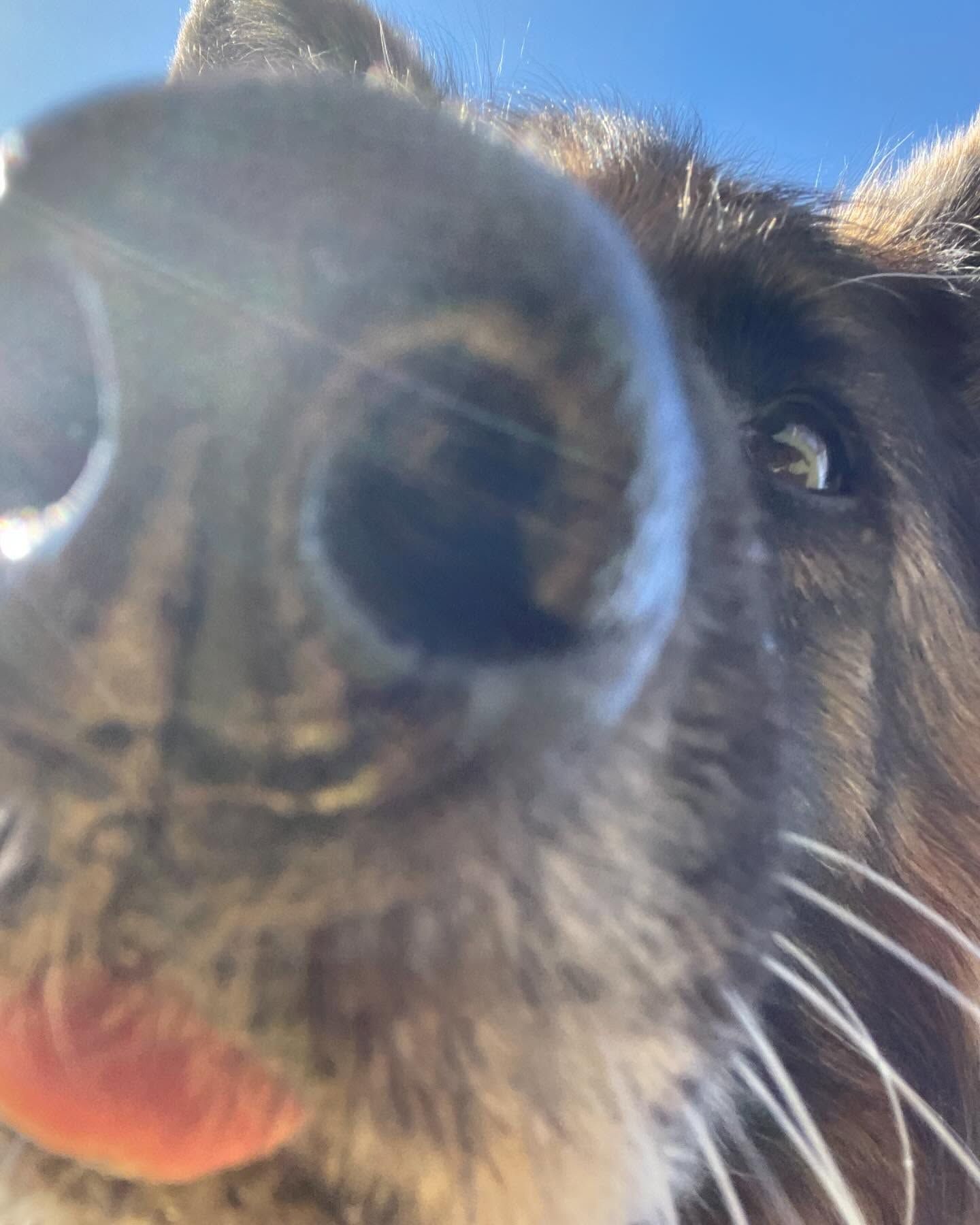 A close up of a dog's nose with a blue sky in the background