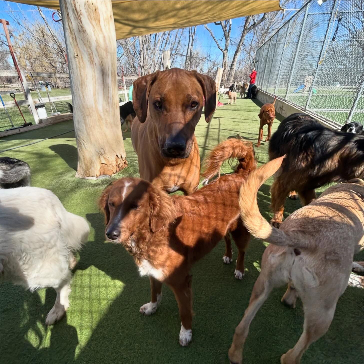 A group of dogs are standing in a fenced in area