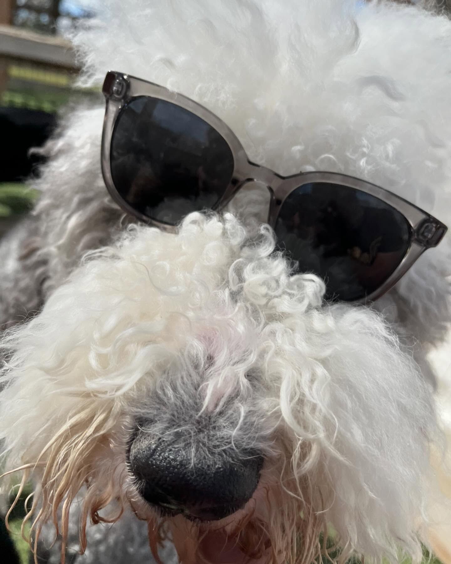 A close up of a white dog wearing sunglasses