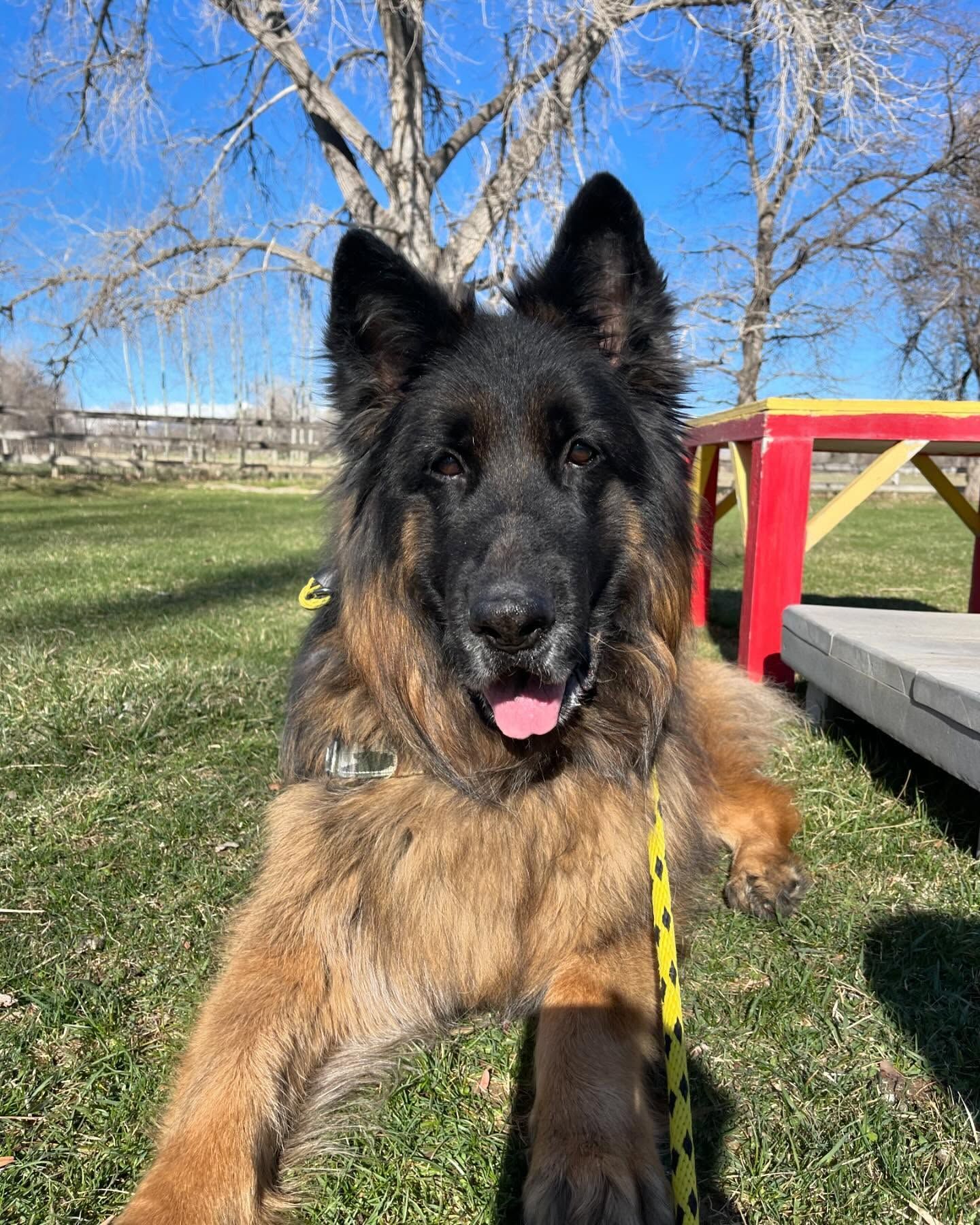 A German shepherd dog is laying on the grass