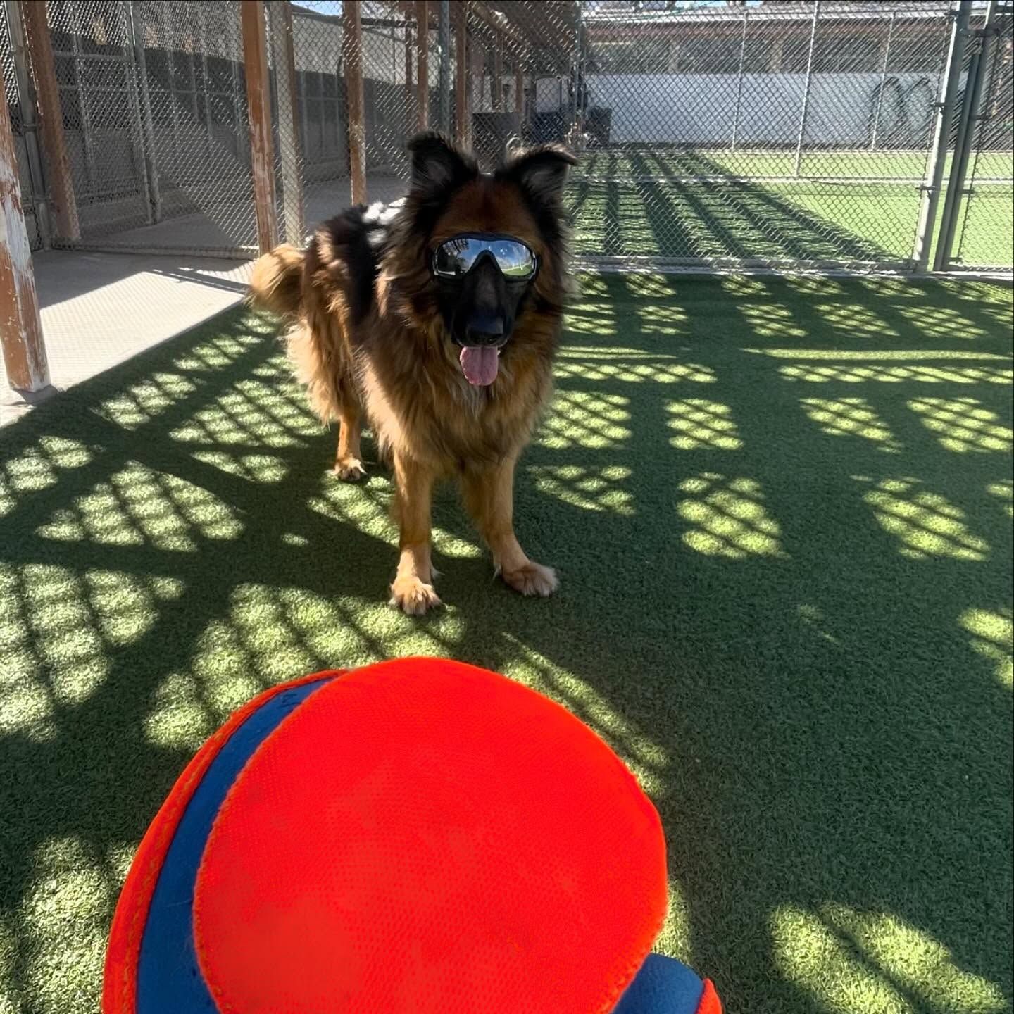 A German shepherd wearing sunglasses is standing next to a ball