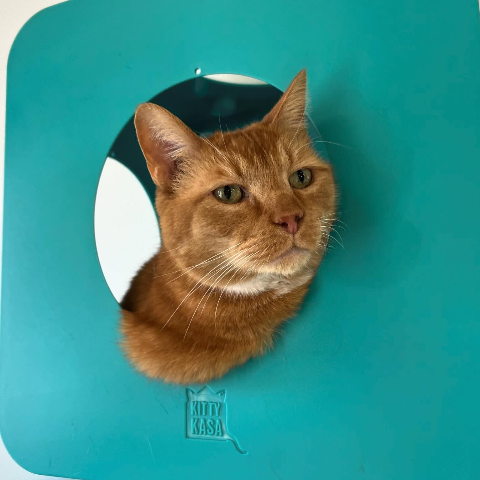 A cat is looking out of a hole on a blue toy house