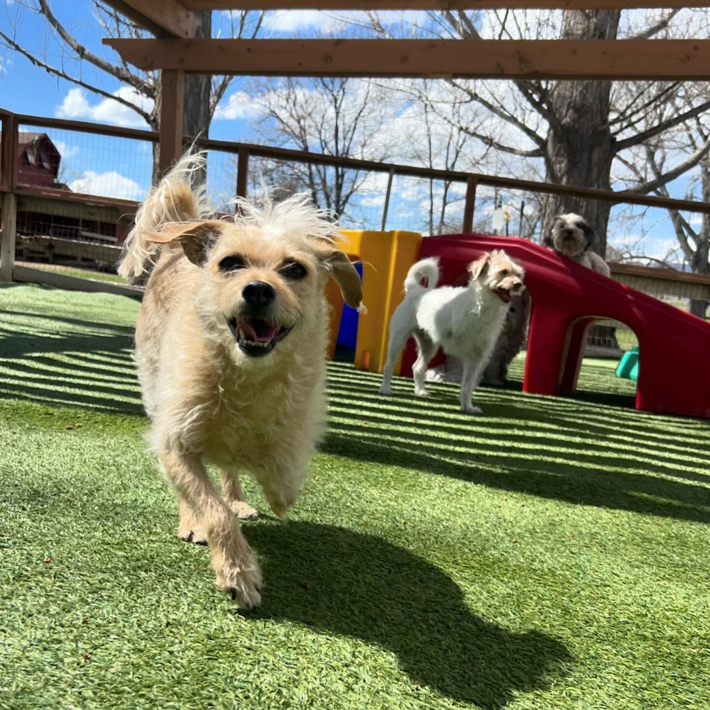 A group of dogs are running on a grassy field