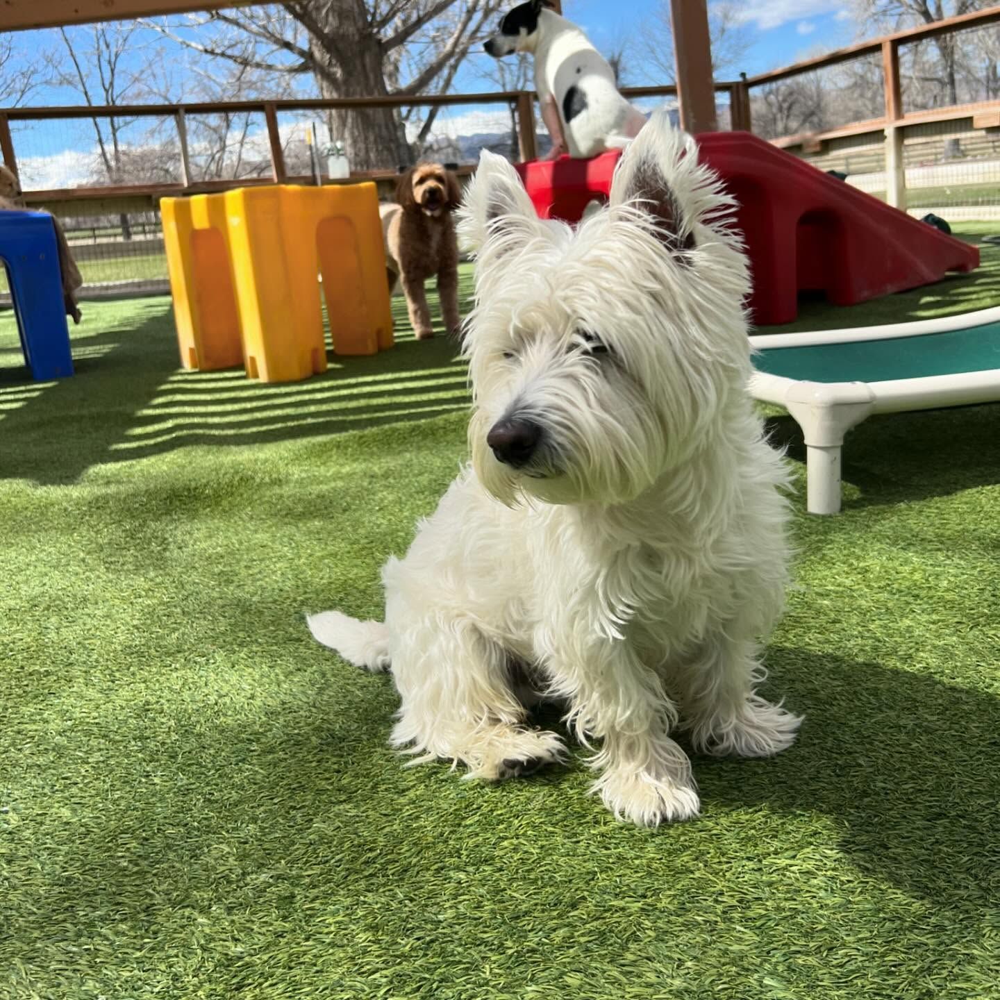 A white dog is sitting on a grassy field