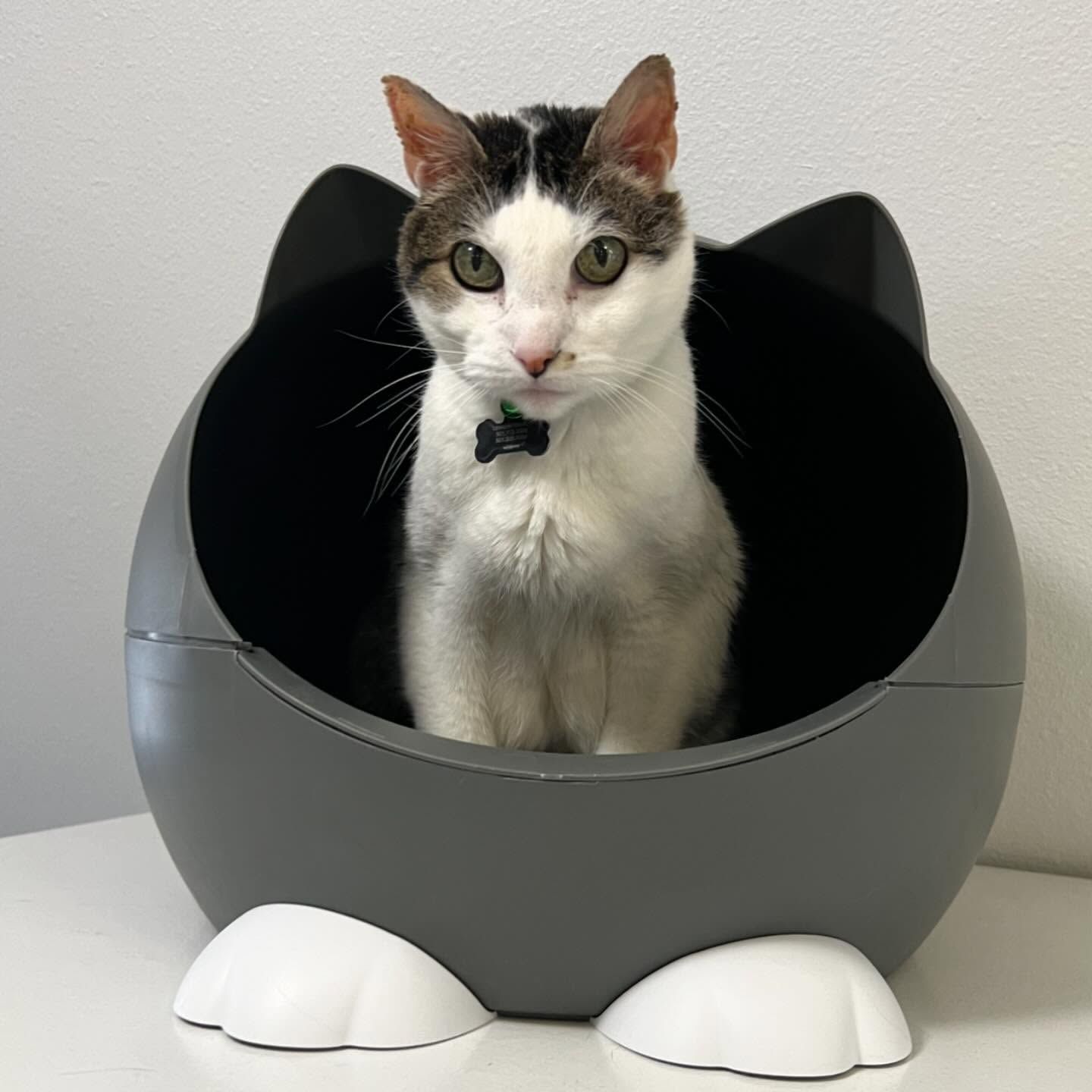 A black and white cat is sitting in a gray cat bed