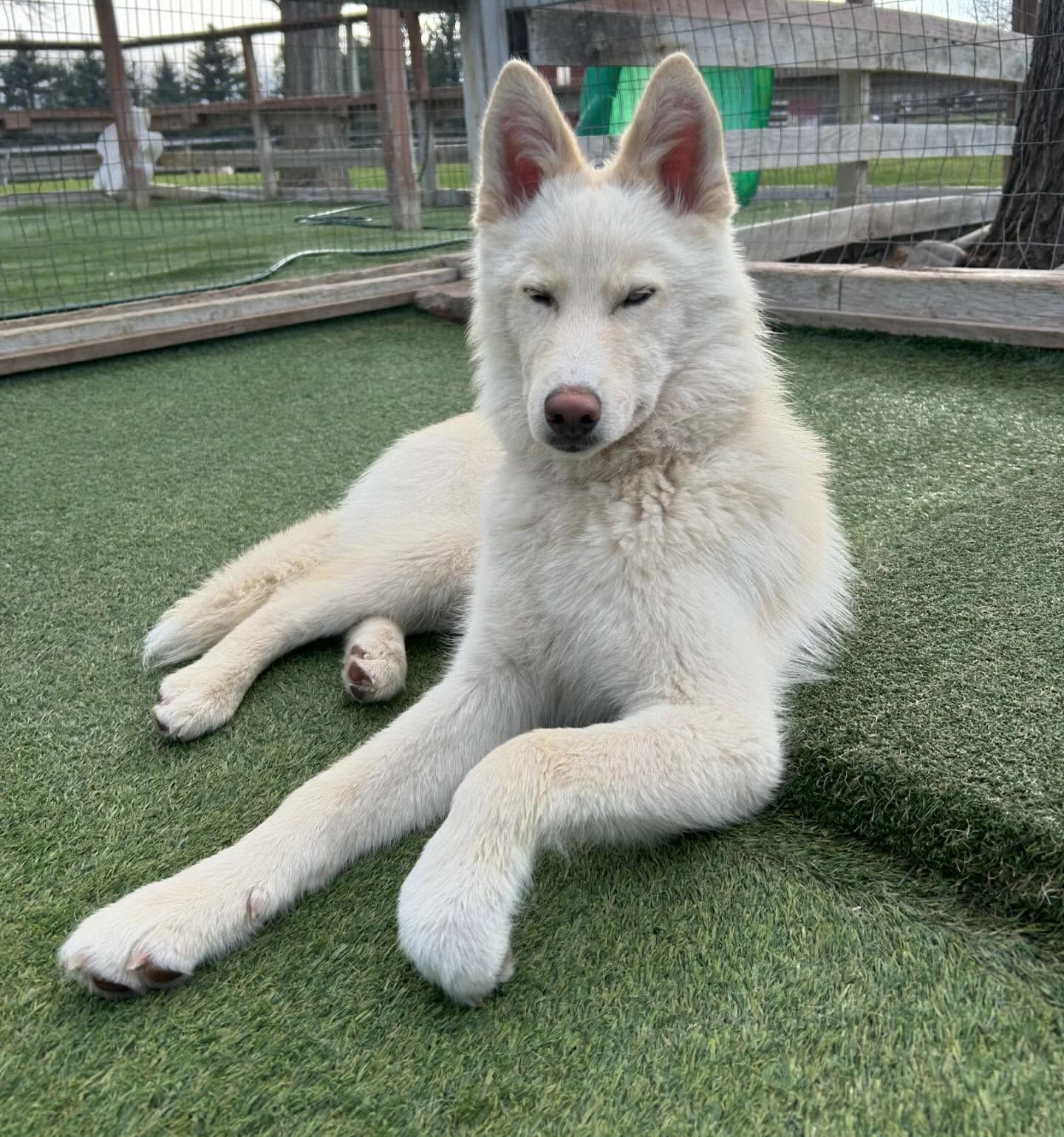 A white dog is laying on the grass in a fenced in area