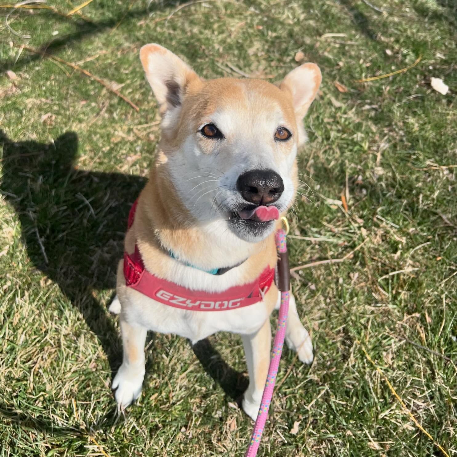 A dog wearing a red collar