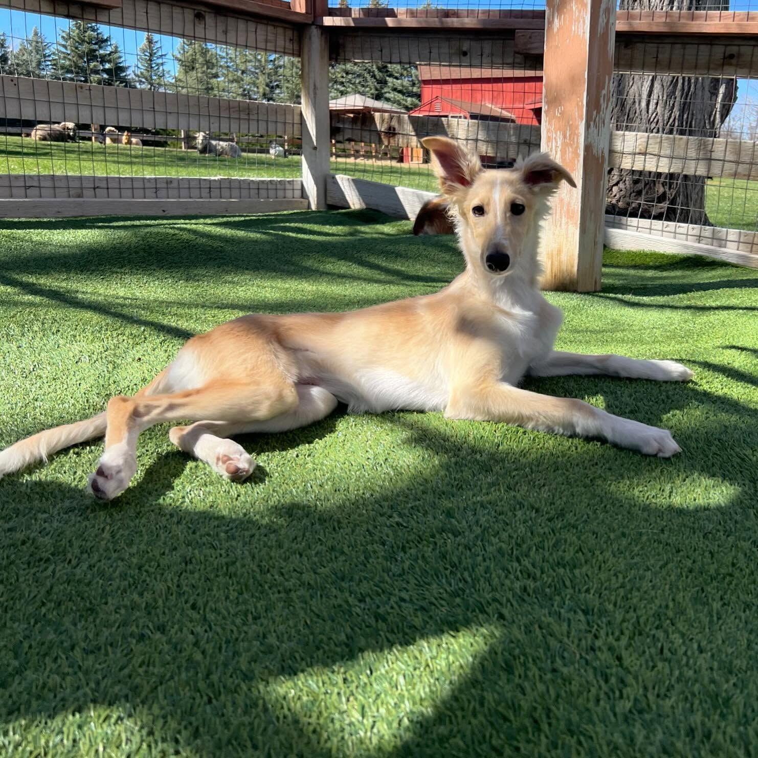 A dog is laying on the grass in a fenced in area