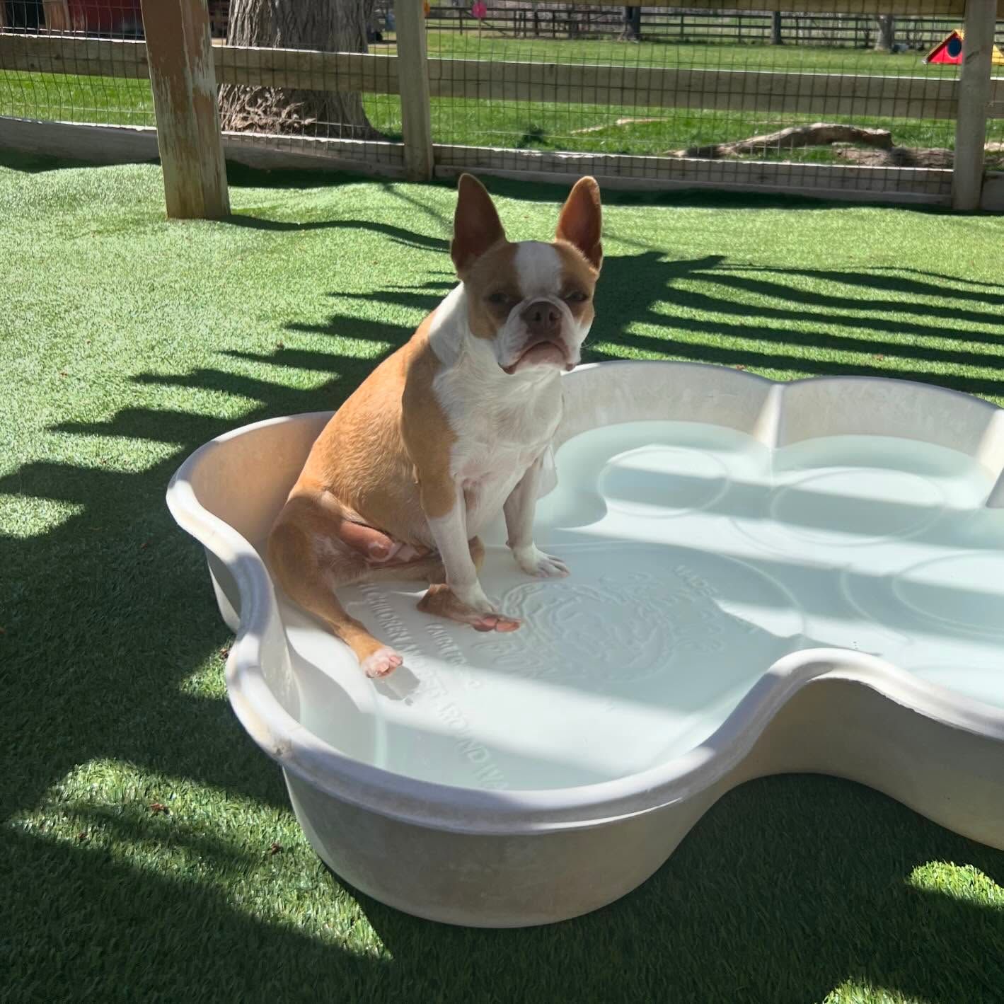 A brown and white dog is sitting in a bowl of water