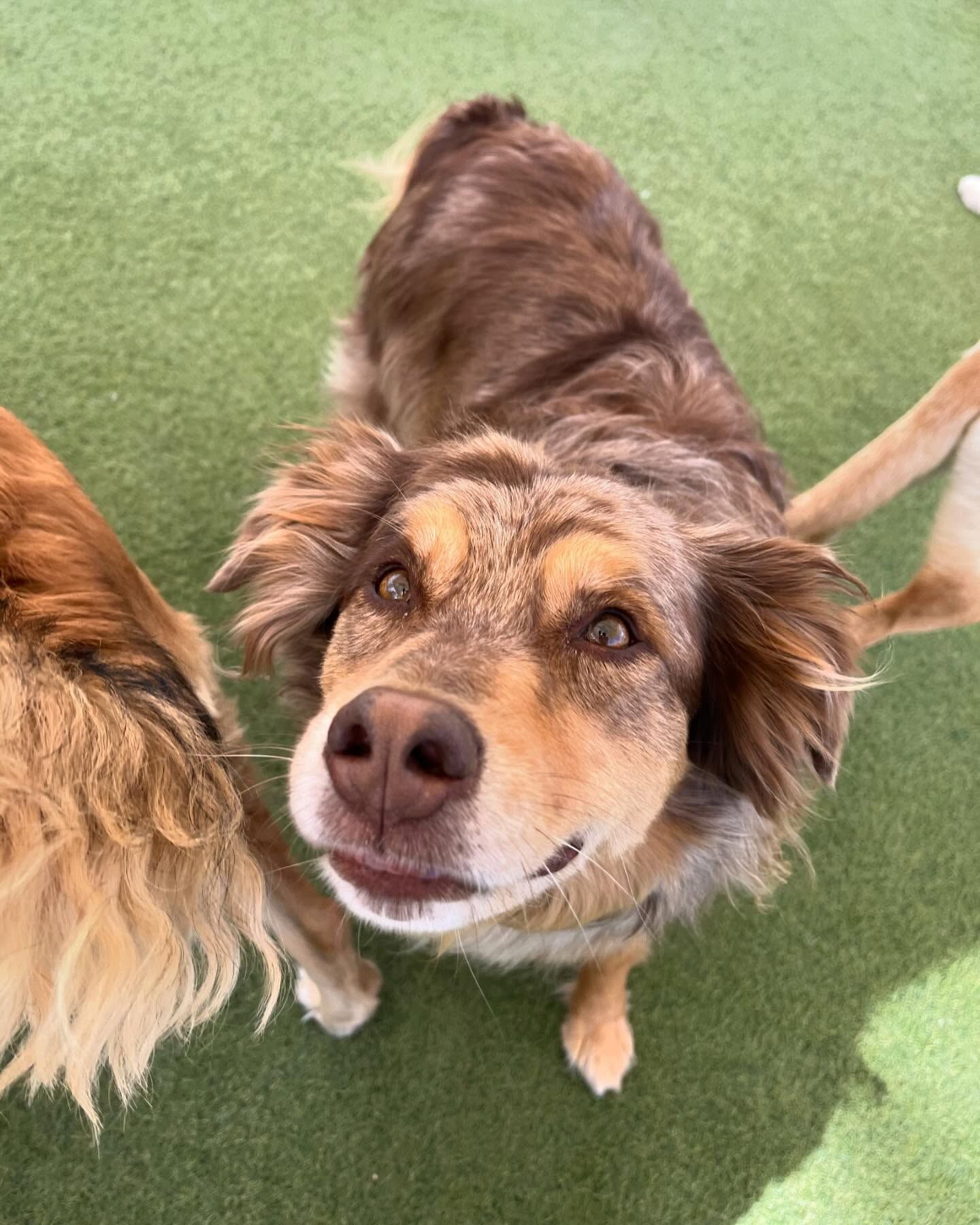 Two dogs are standing next to each other on a grassy field