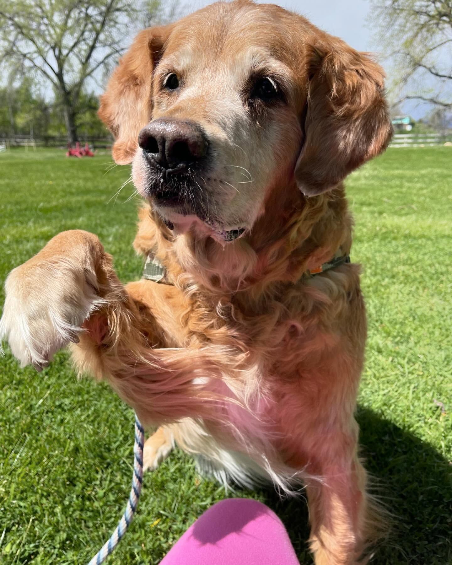 A dog is standing in the grass with its paw up
