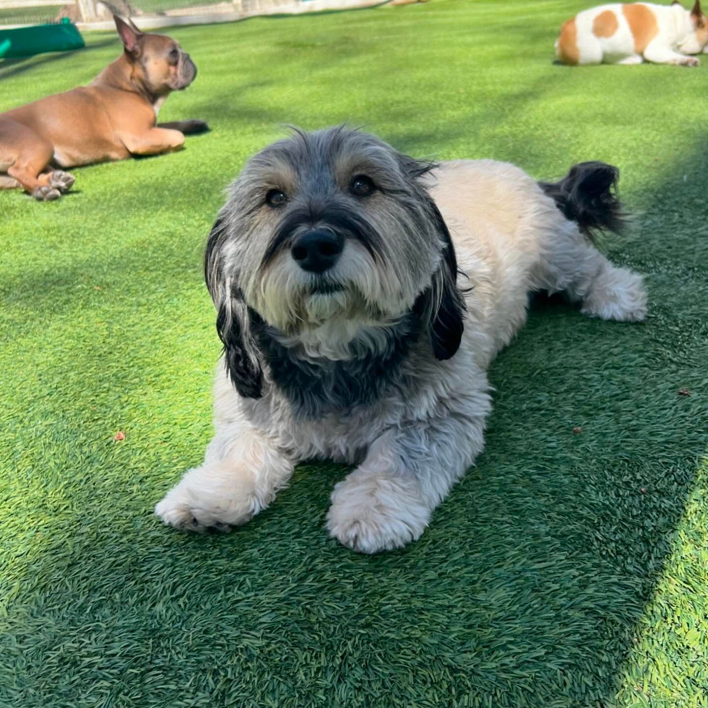 A small dog is laying on the grass looking at the camera