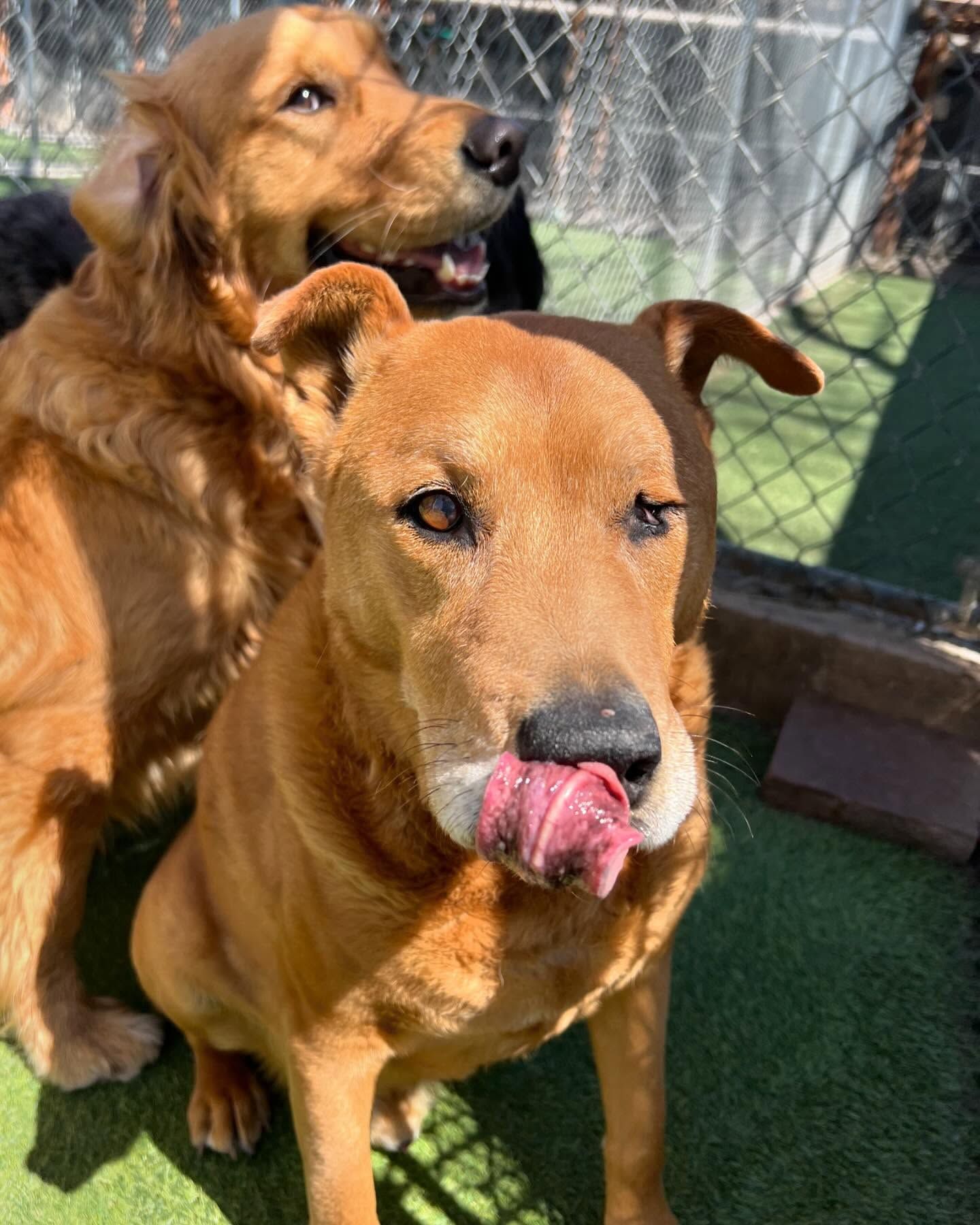 Two brown dogs are sitting next to each other in a fenced in area