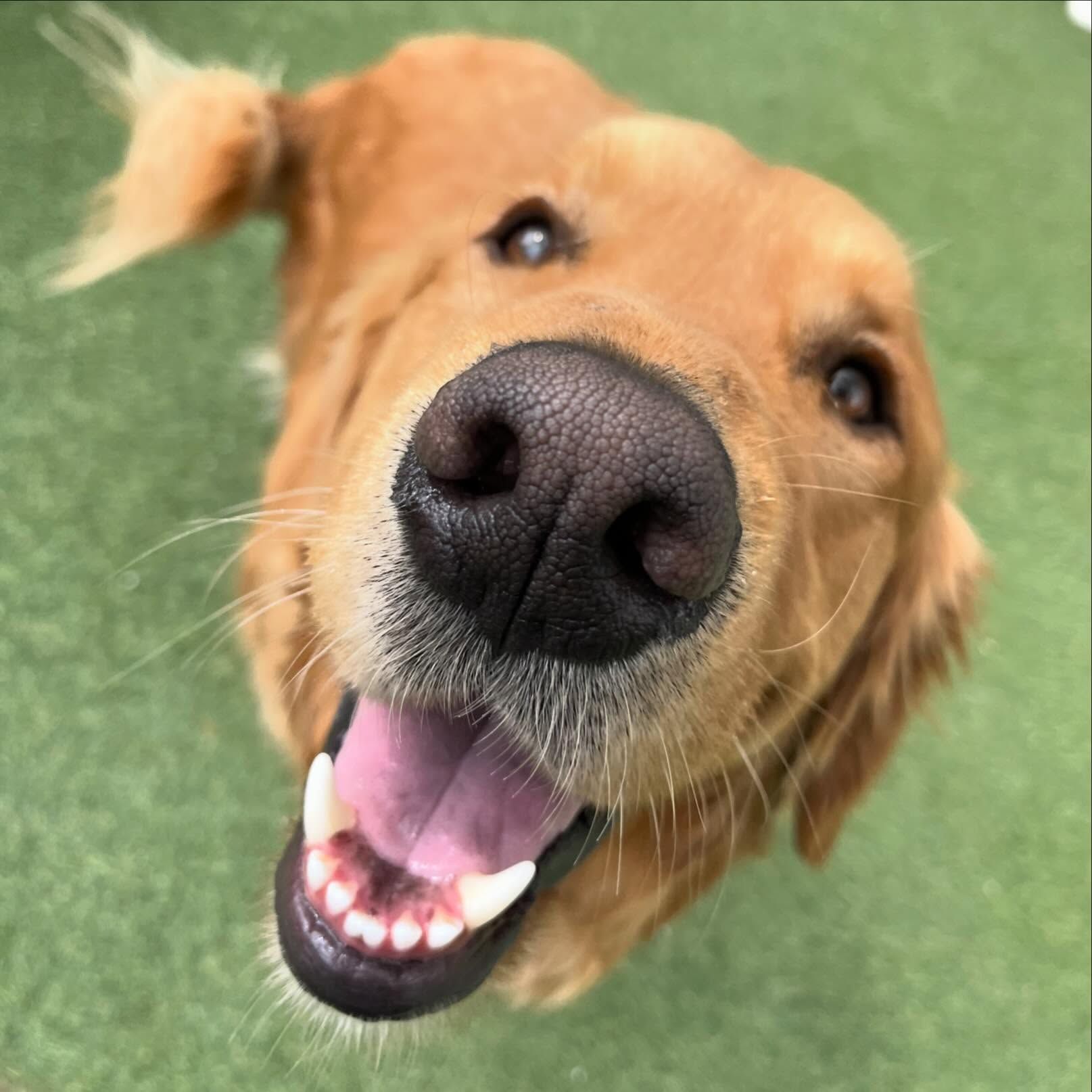 A close up of a dog's face with its mouth open