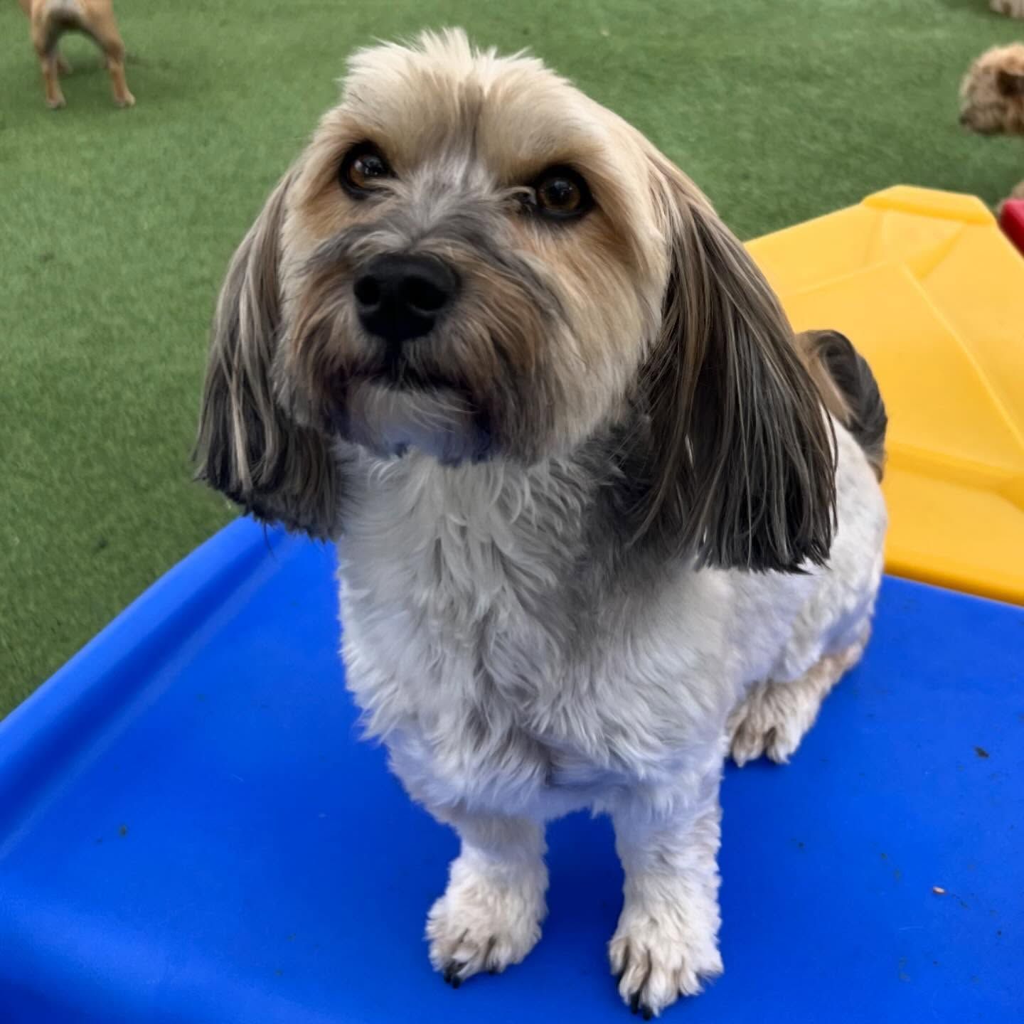 A small brown and white dog sitting on a blue table