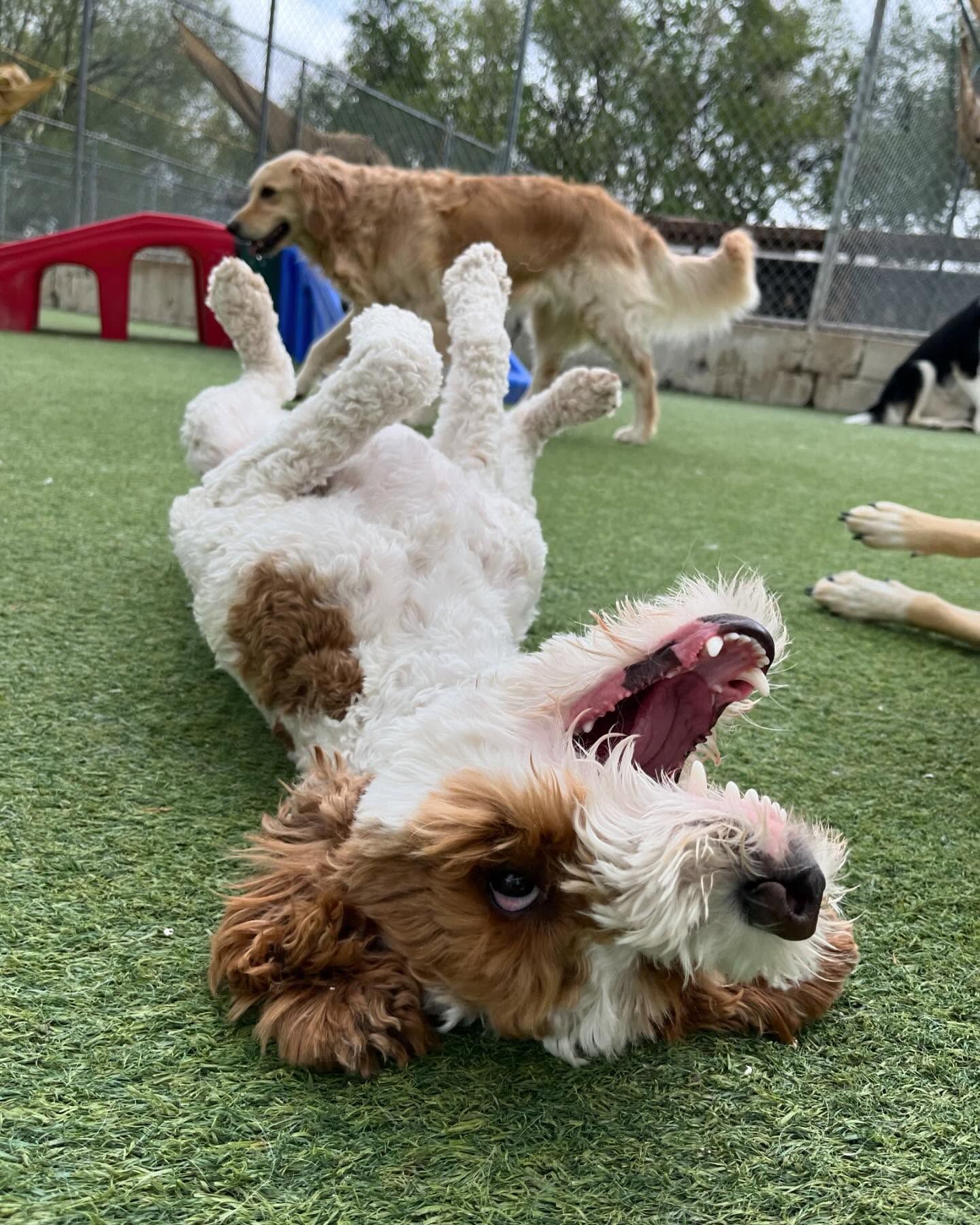 A dog is laying on its back on the grass with its mouth open