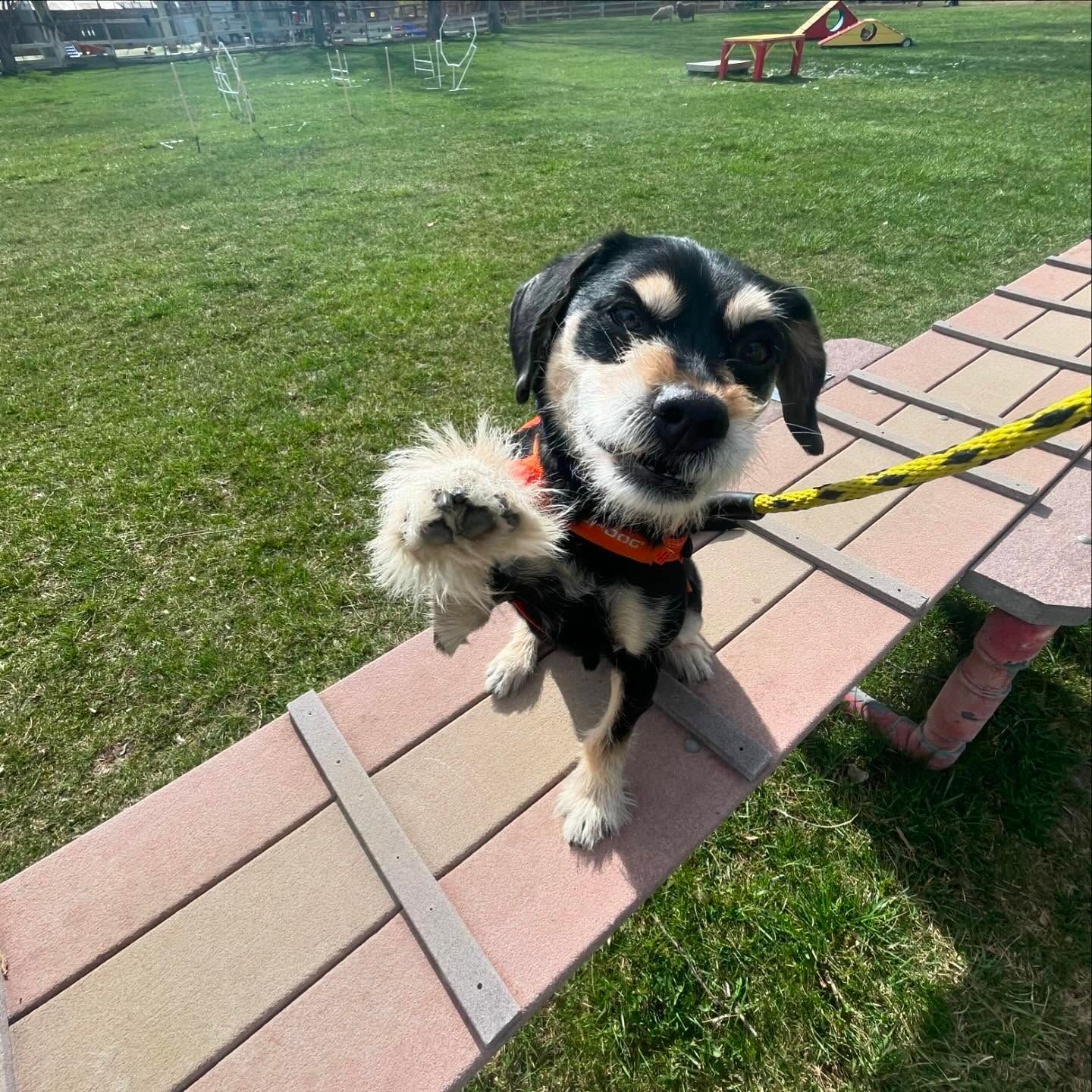 A dog is standing on a wooden plank
