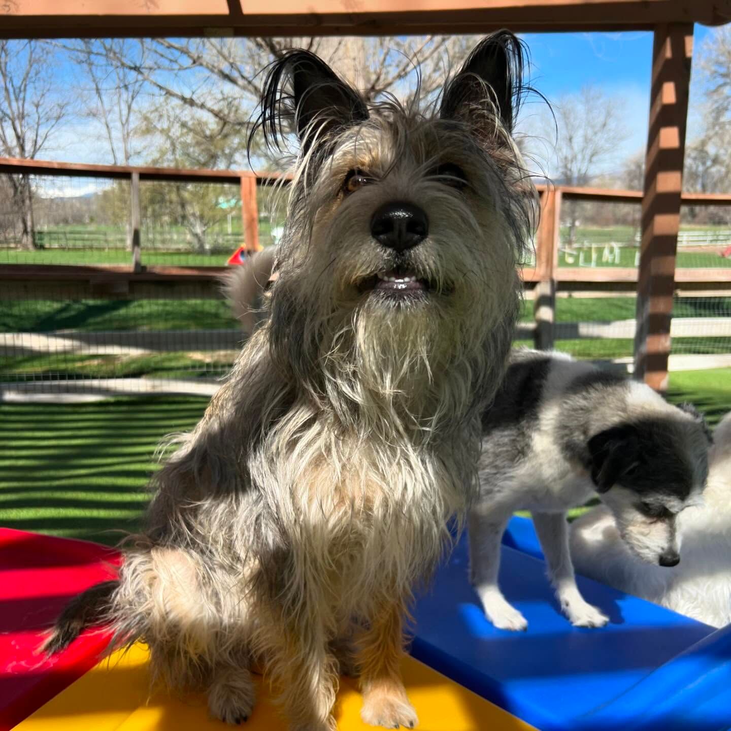 A small dog standing on a yellow and red cushion