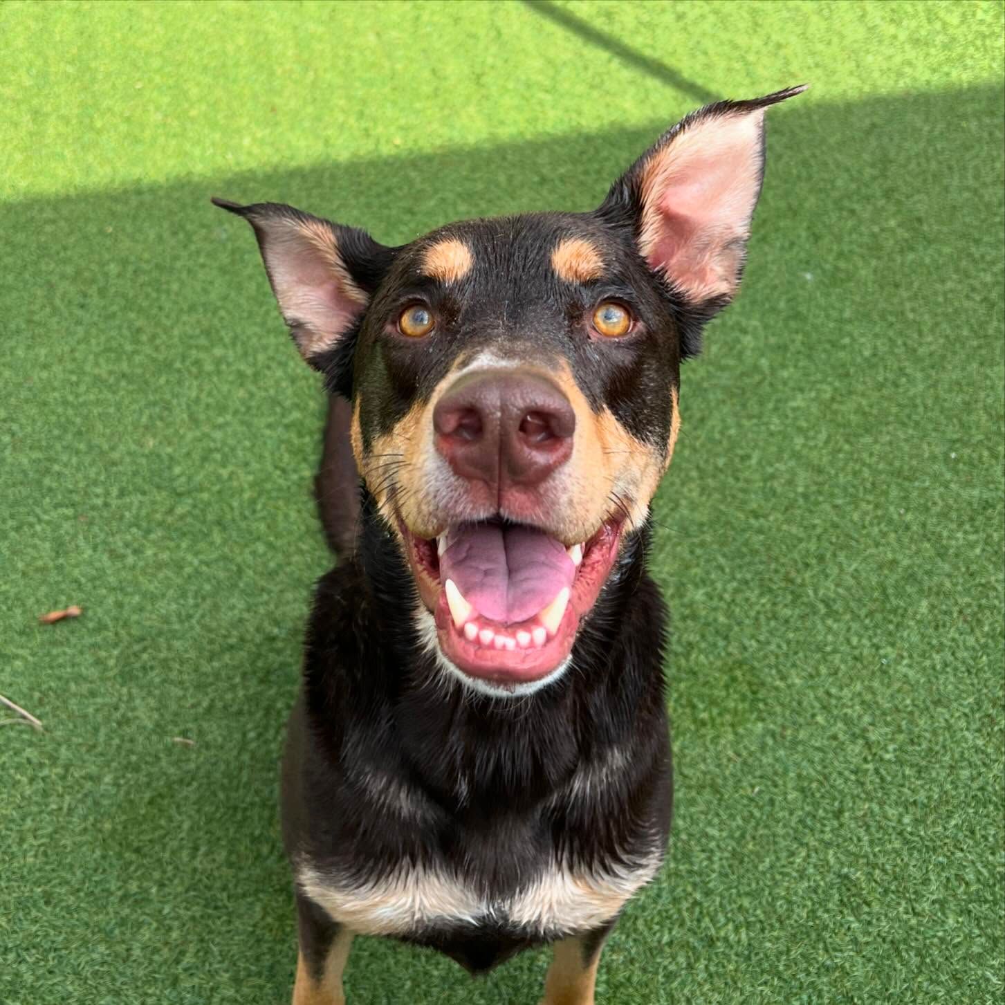 A black and brown dog is standing on top of a grassy field
