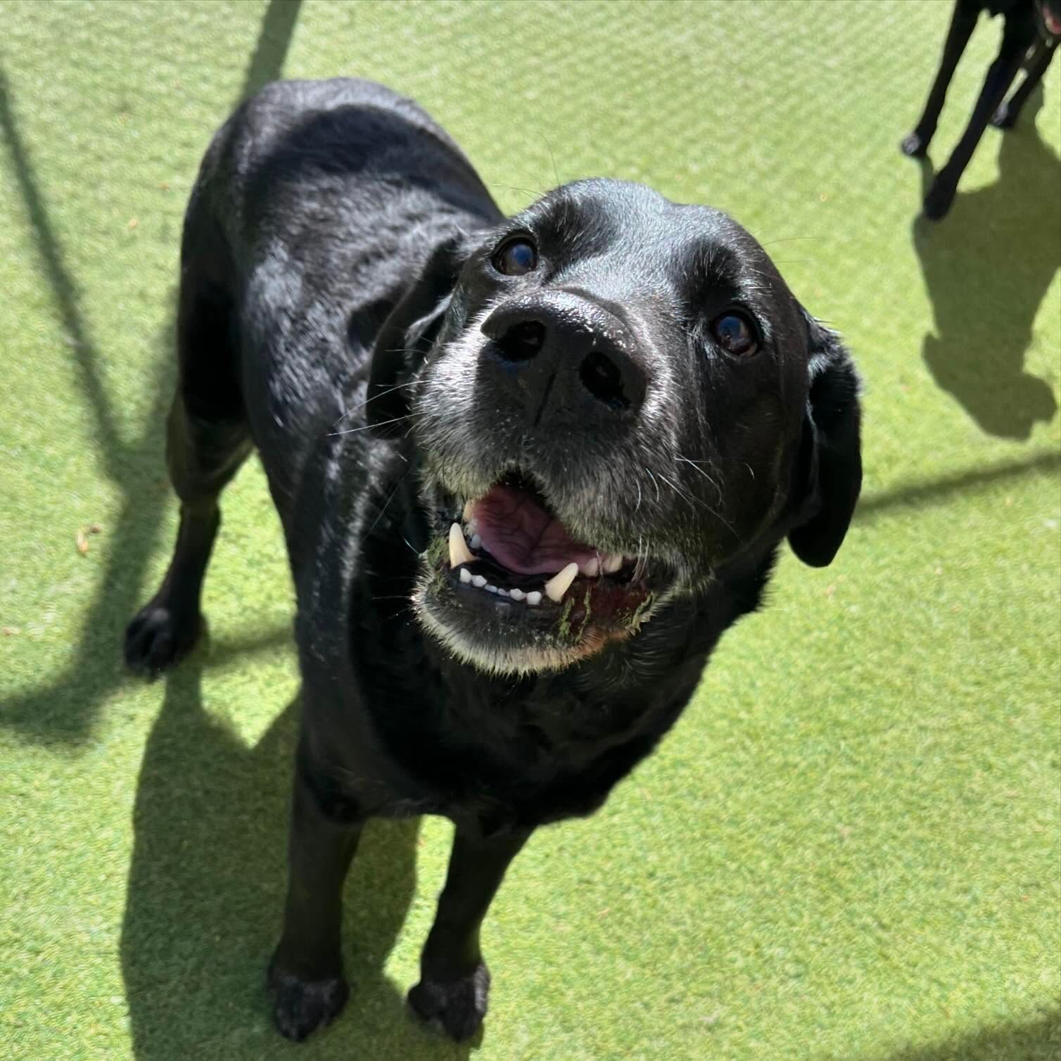 A black dog is standing on a lush green field and looking up at the camera