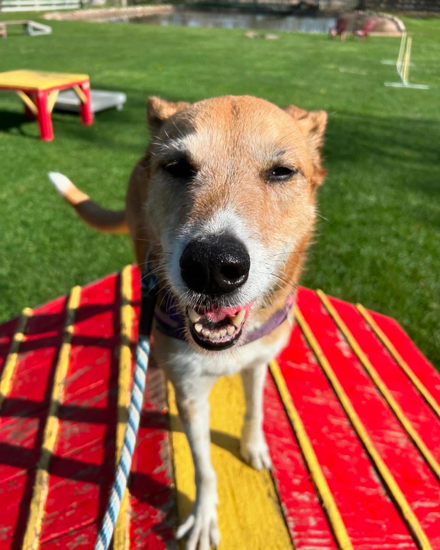 A brown and white dog is standing on a red and yellow picnic table