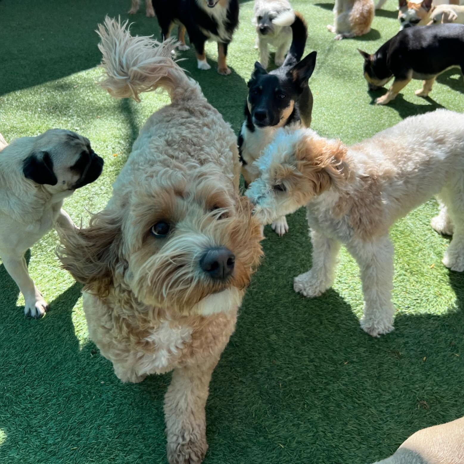 A group of dogs are standing on a lush green field