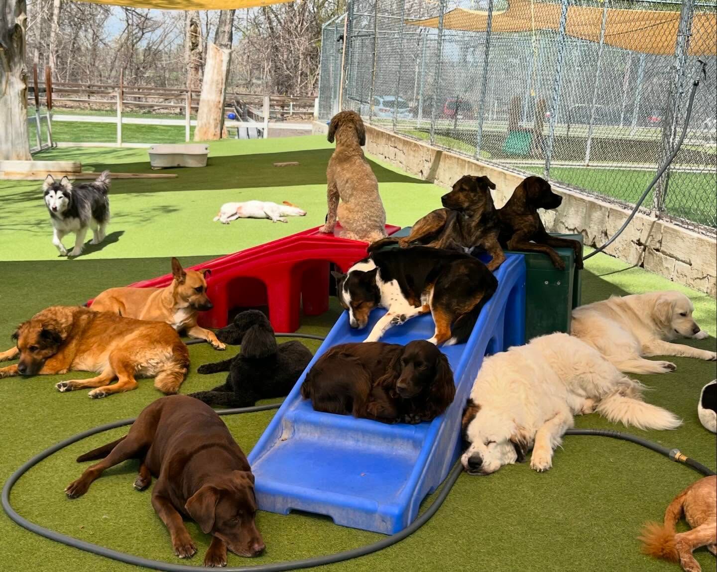 A group of dogs are laying on the grass in a kennel