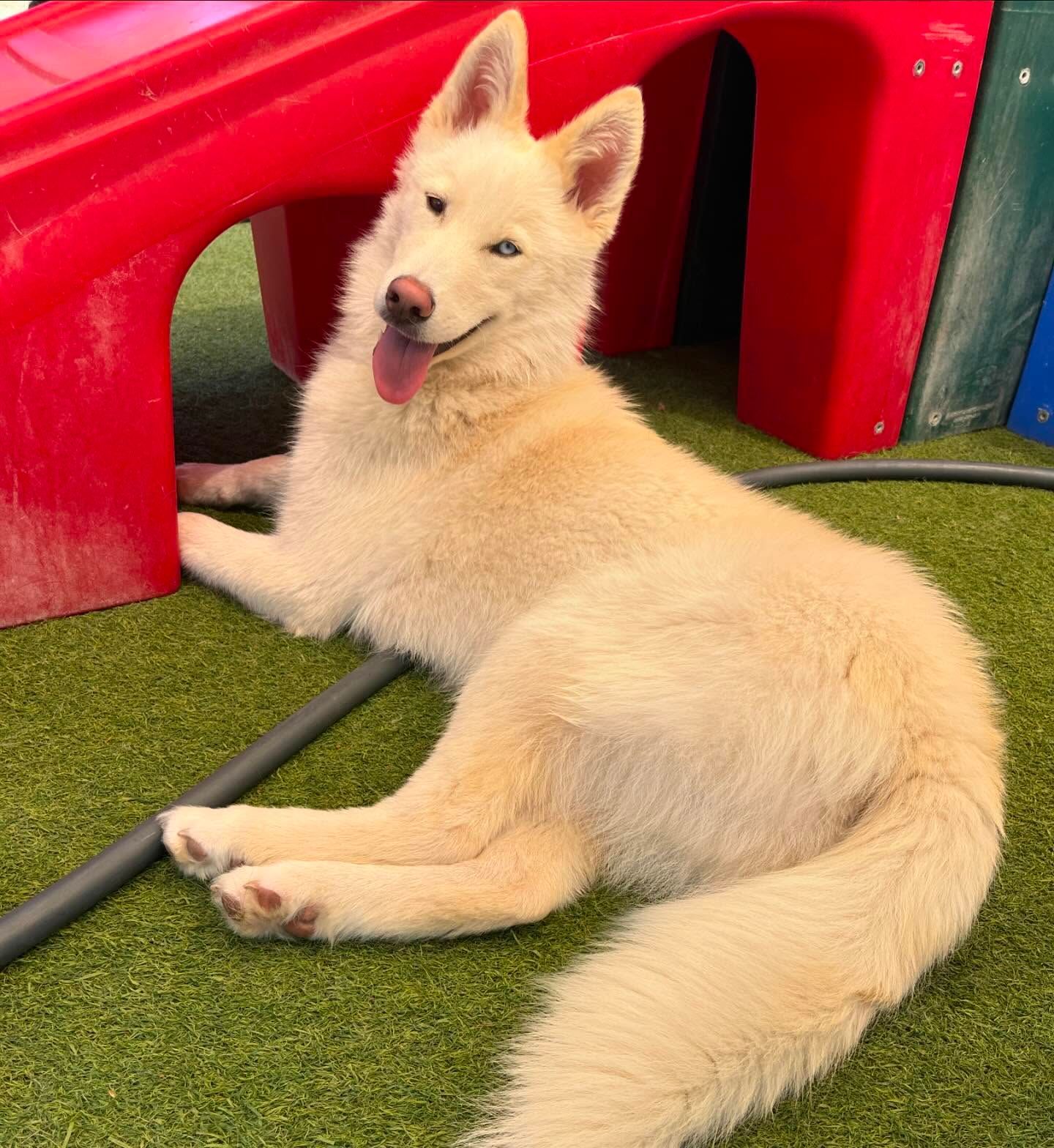 A white dog is laying on the grass next to a red ramp
