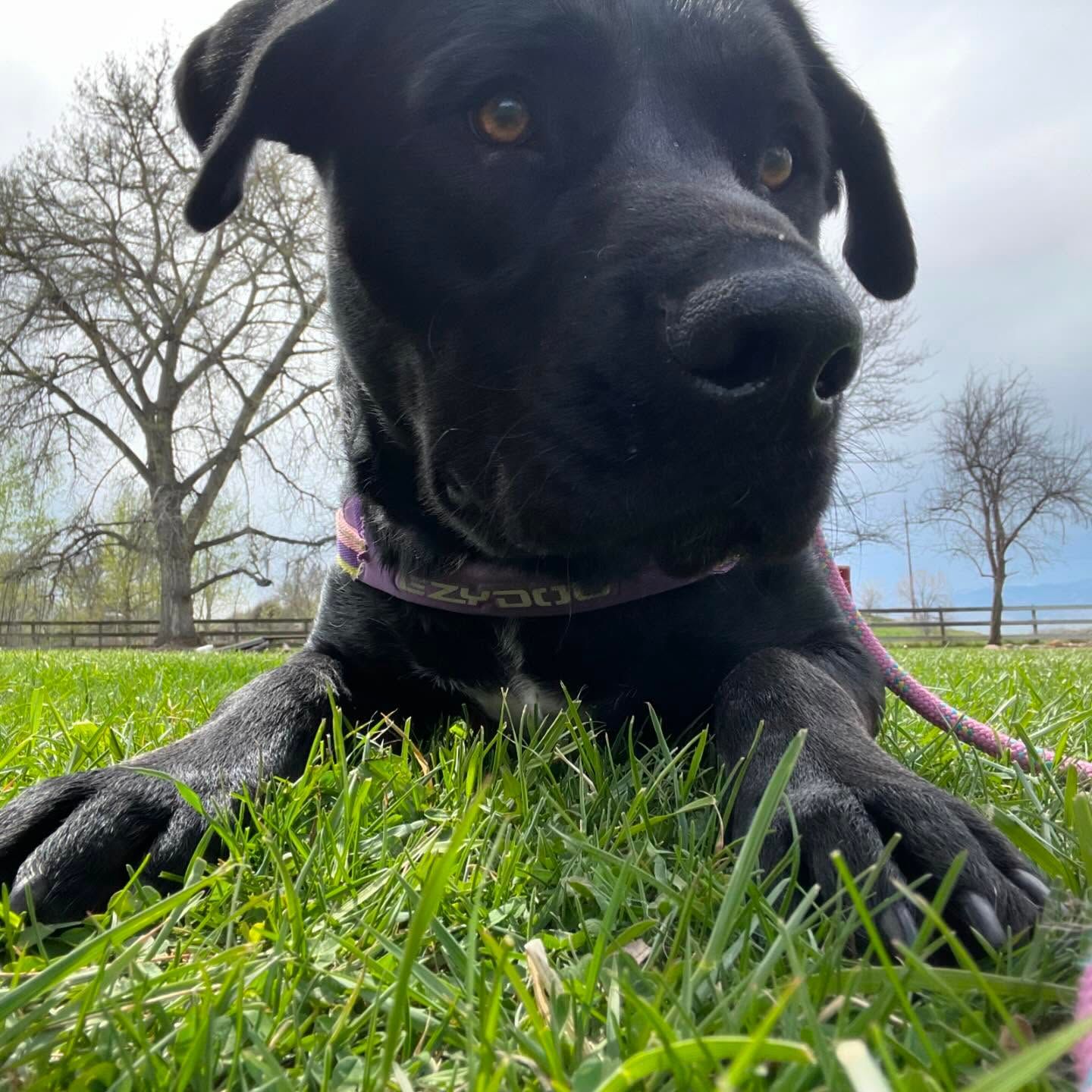 A black dog is laying in the grass