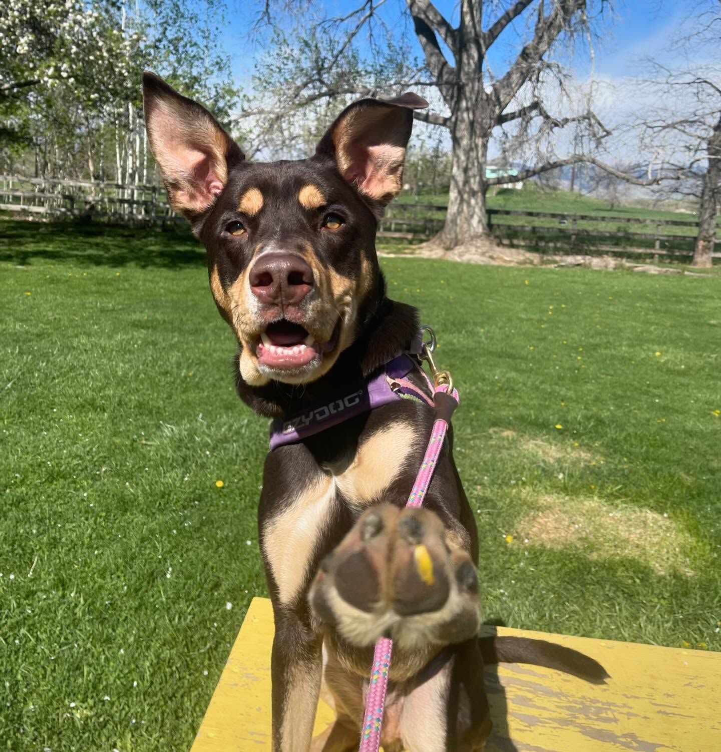 A dog wearing a purple collar and a pink leash is sitting on a yellow mat