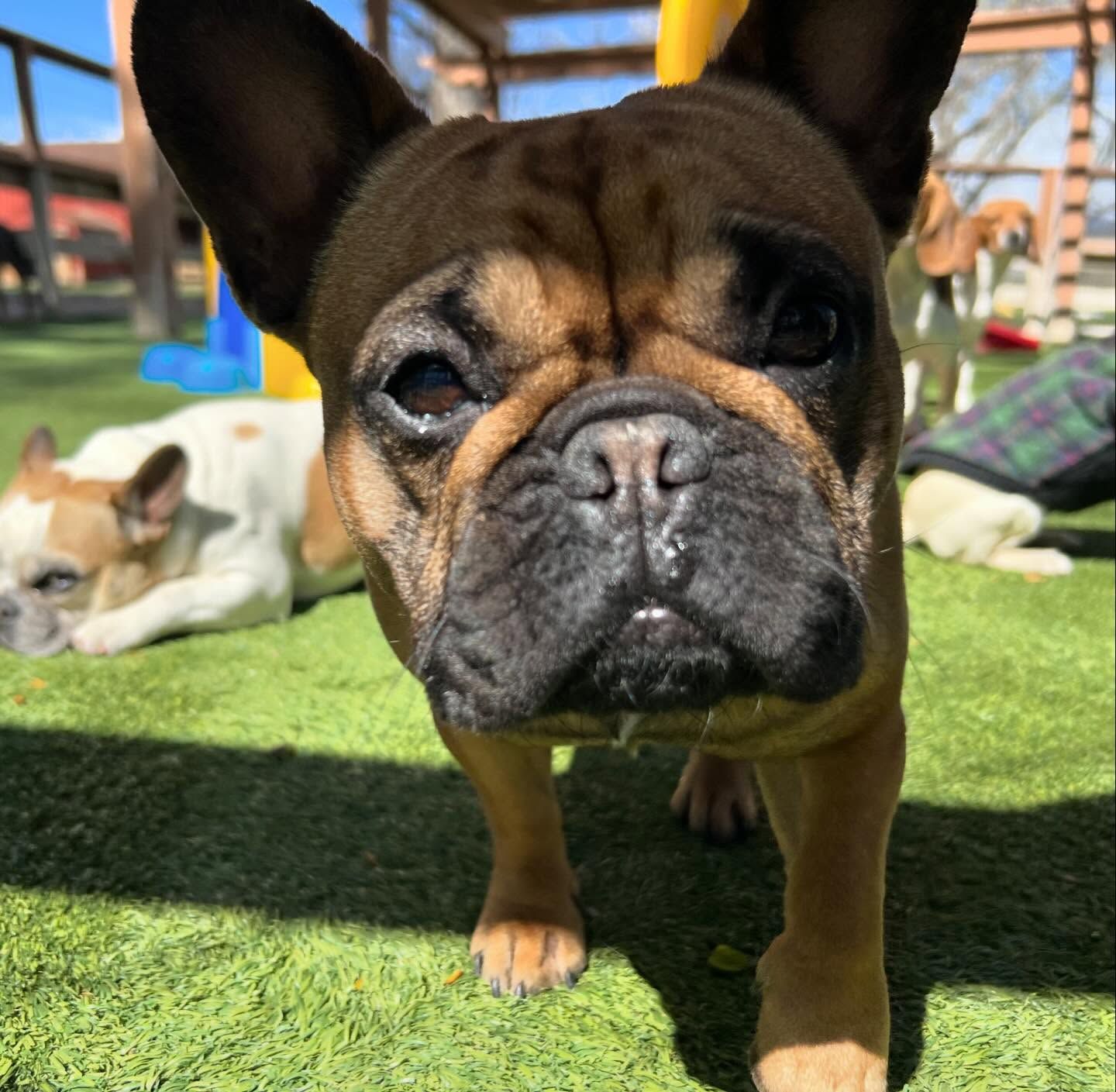 A French bulldog is standing on the grass looking at the camera