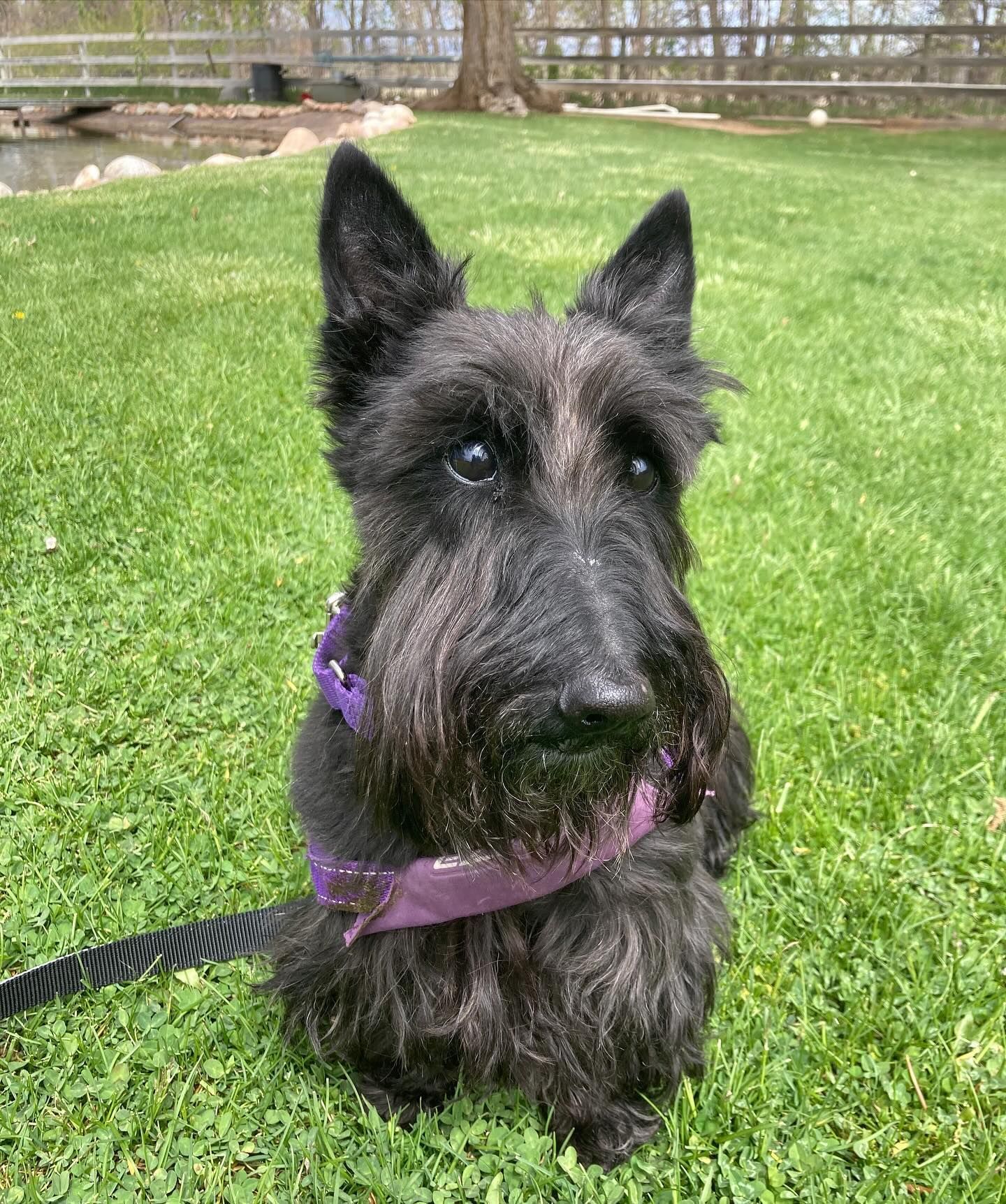 A black Scottish Terrier wearing a purple collar is sitting on the grass