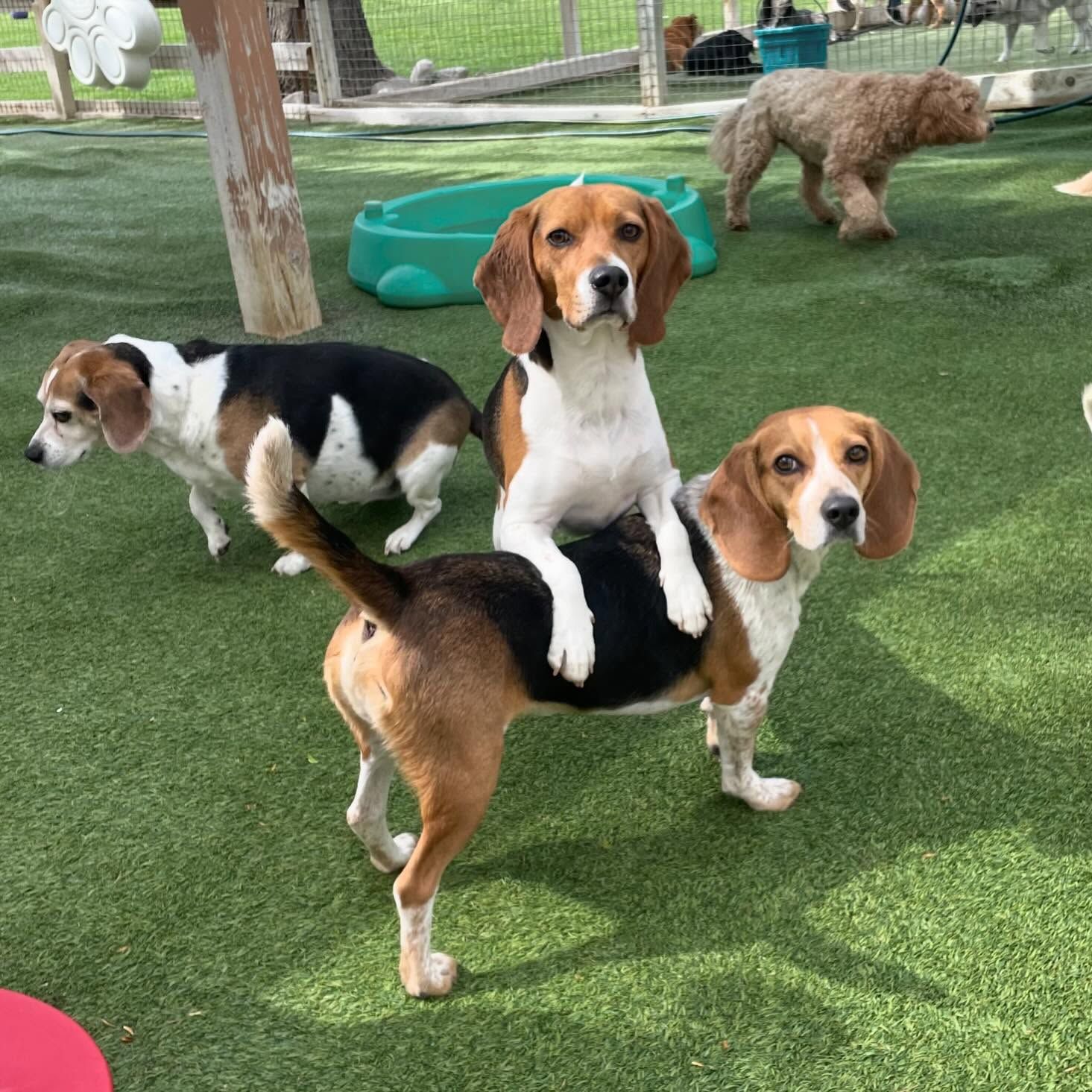 Three beagle dogs are playing on a field