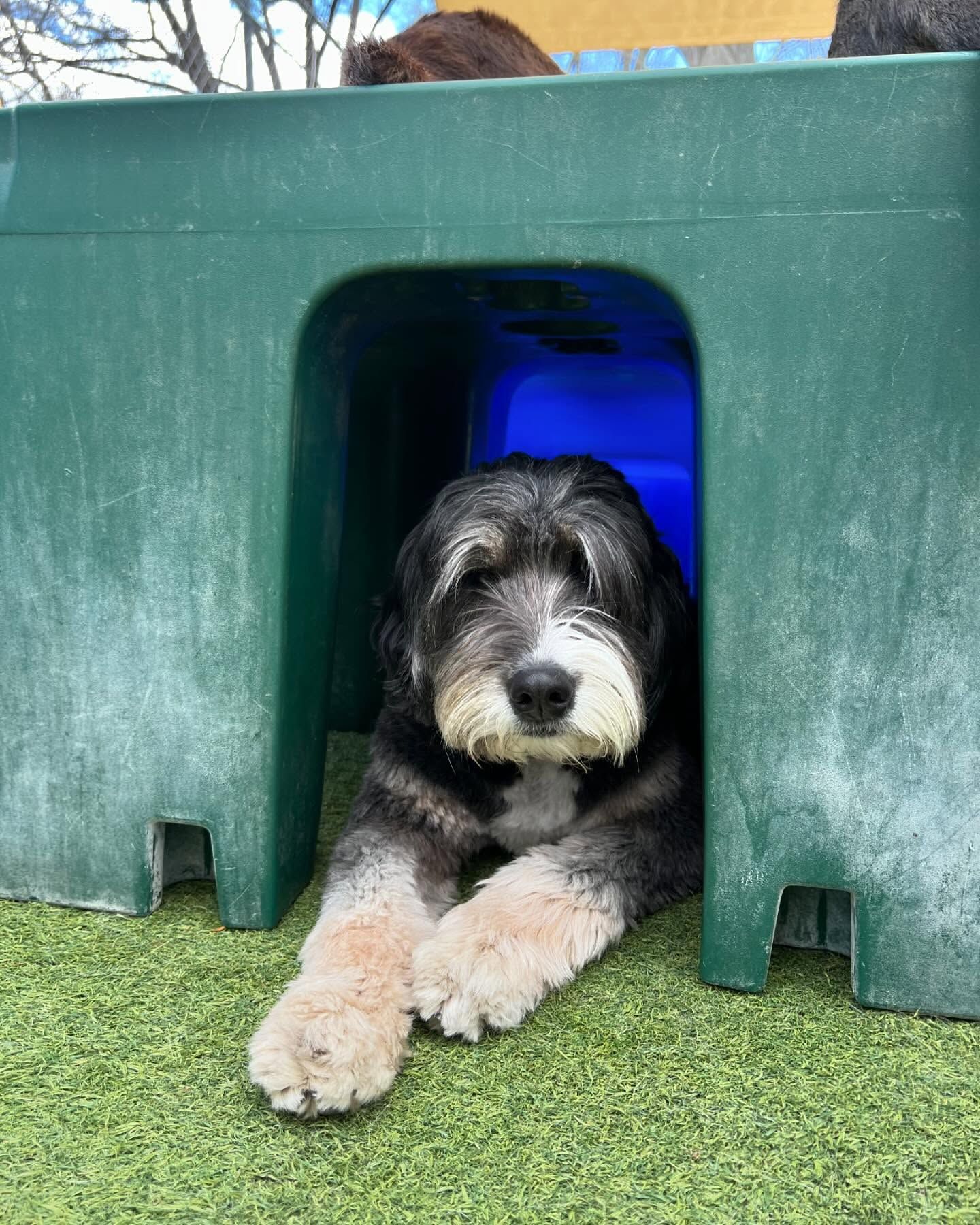 A small dog is laying under a green box on the grass