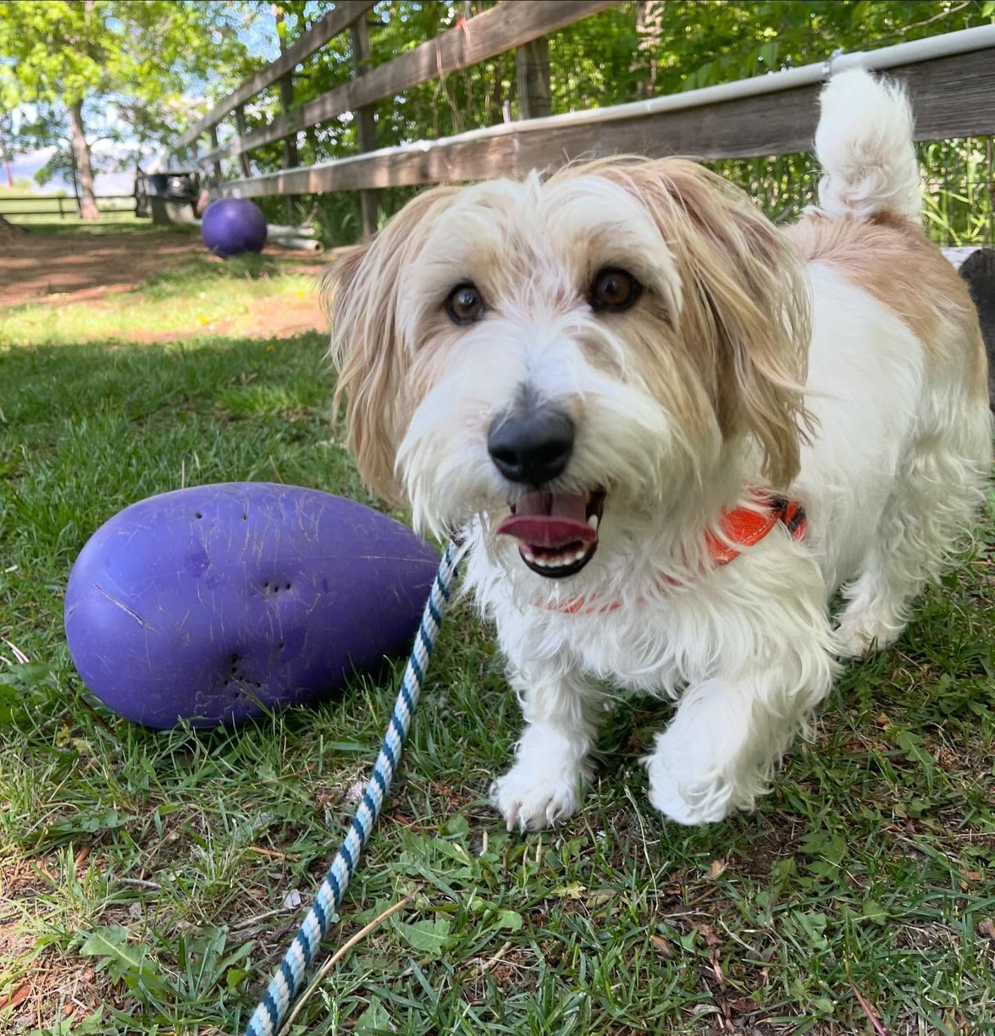 A small brown and white dog on a leash next to a purple toy
