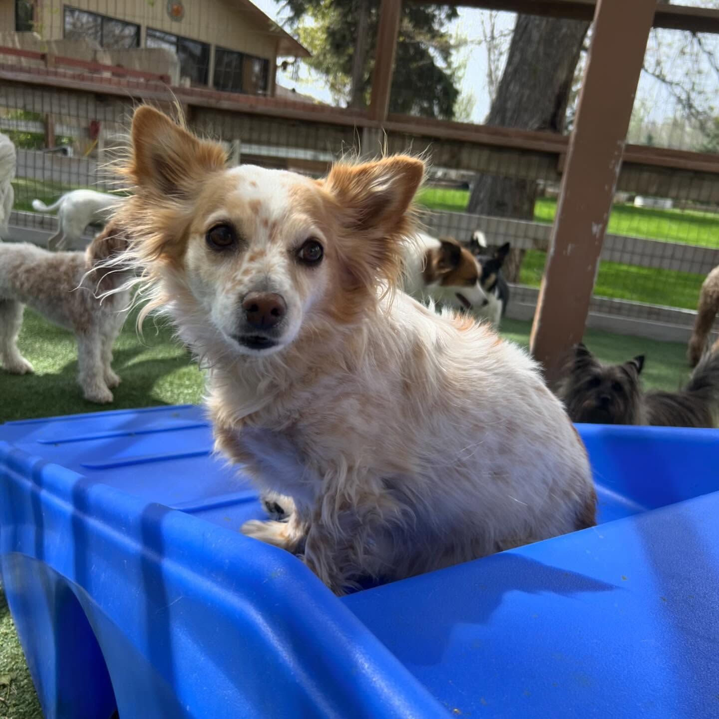 A small dog is sitting in a blue ramp