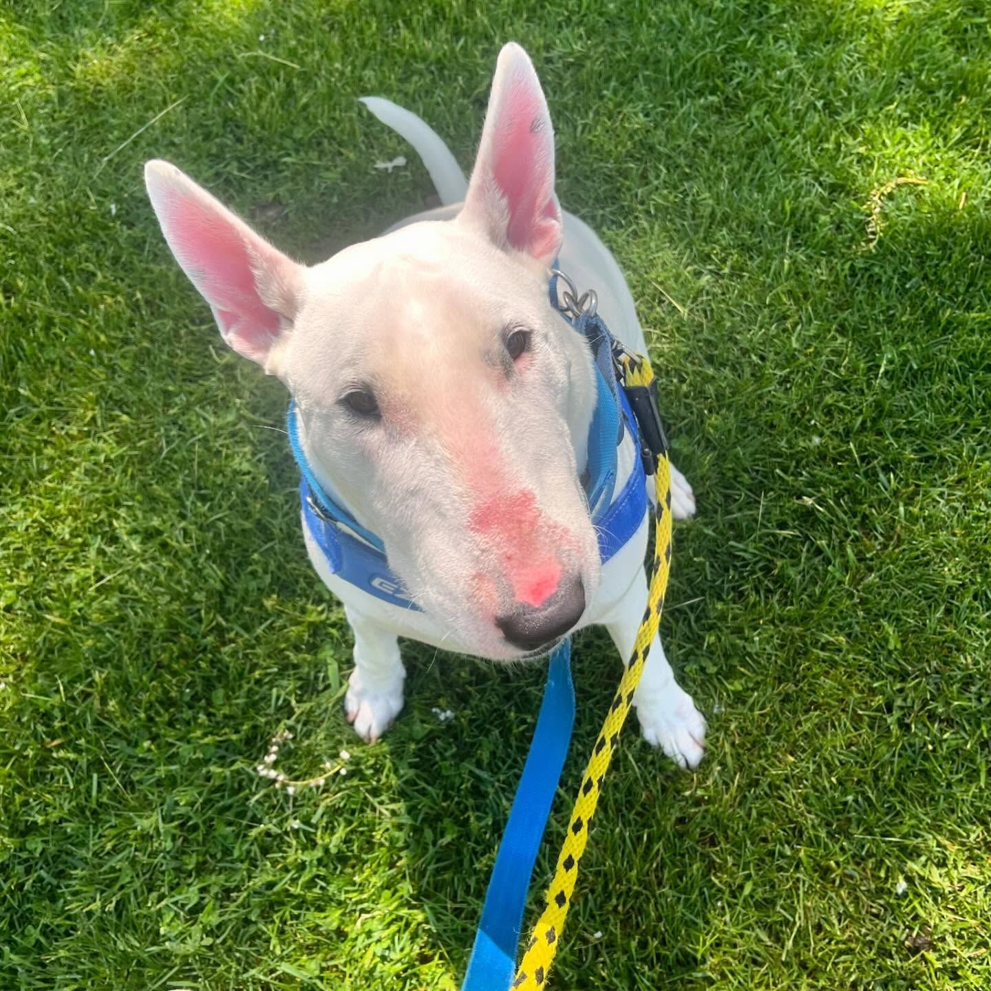 A Bull Terrier is sitting on the grass