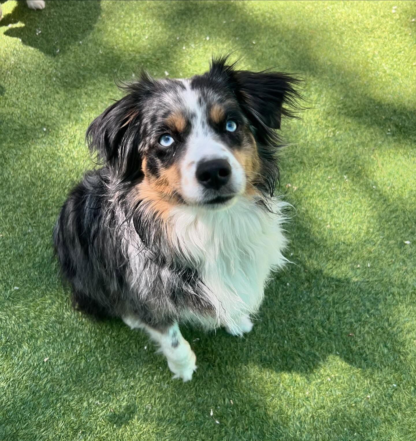 A dog with blue eyes is sitting on the grass and looking up at the camera