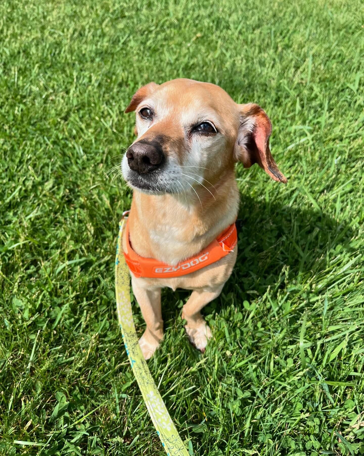 A small dog wearing an orange collar