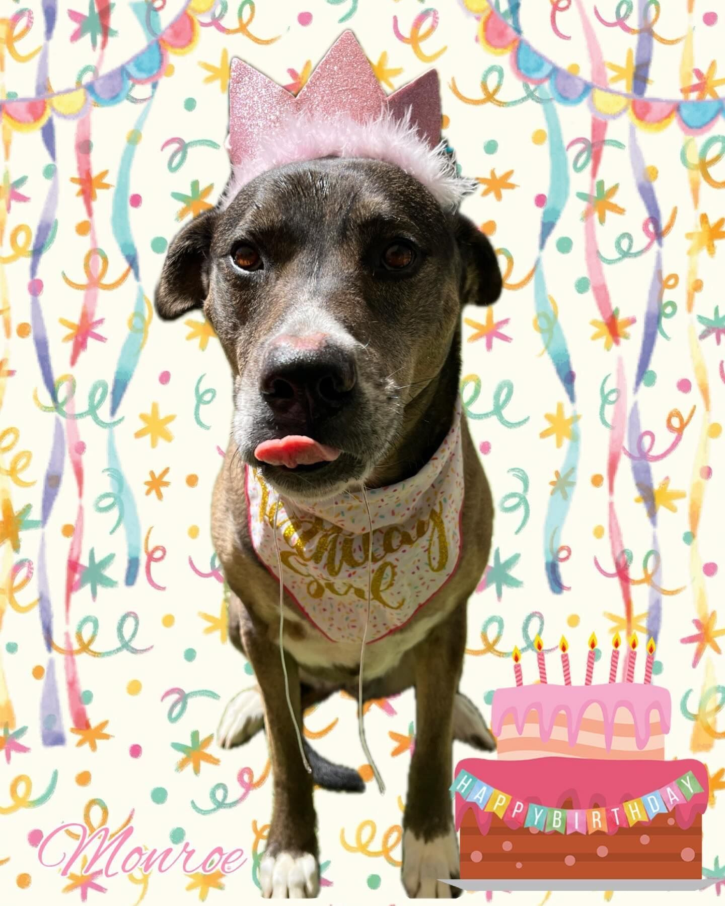 A dog wearing a crown and a bandana is sitting in front of a birthday cake