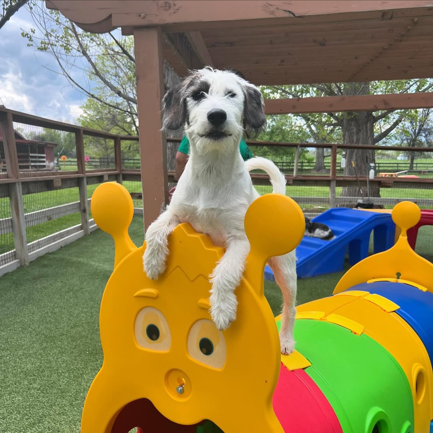 A dog is sitting on top of a colorful toy caterpillar
