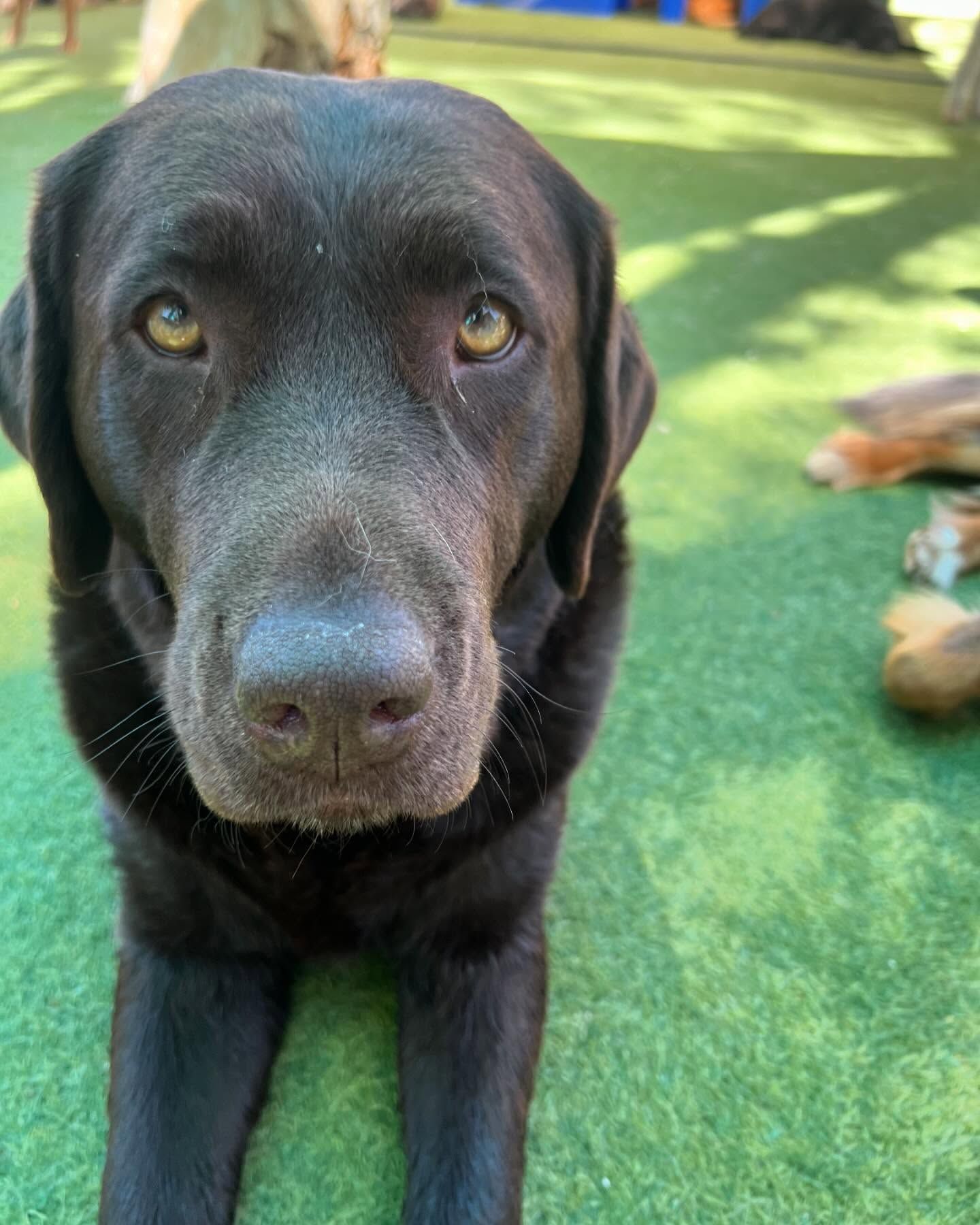 A black dog is laying on the grass and looking at the camera